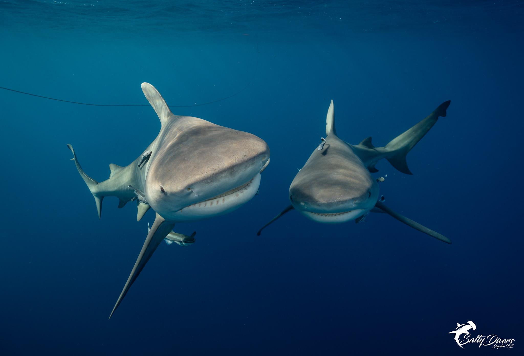 Jupiter Shark Snorkeling Adventure