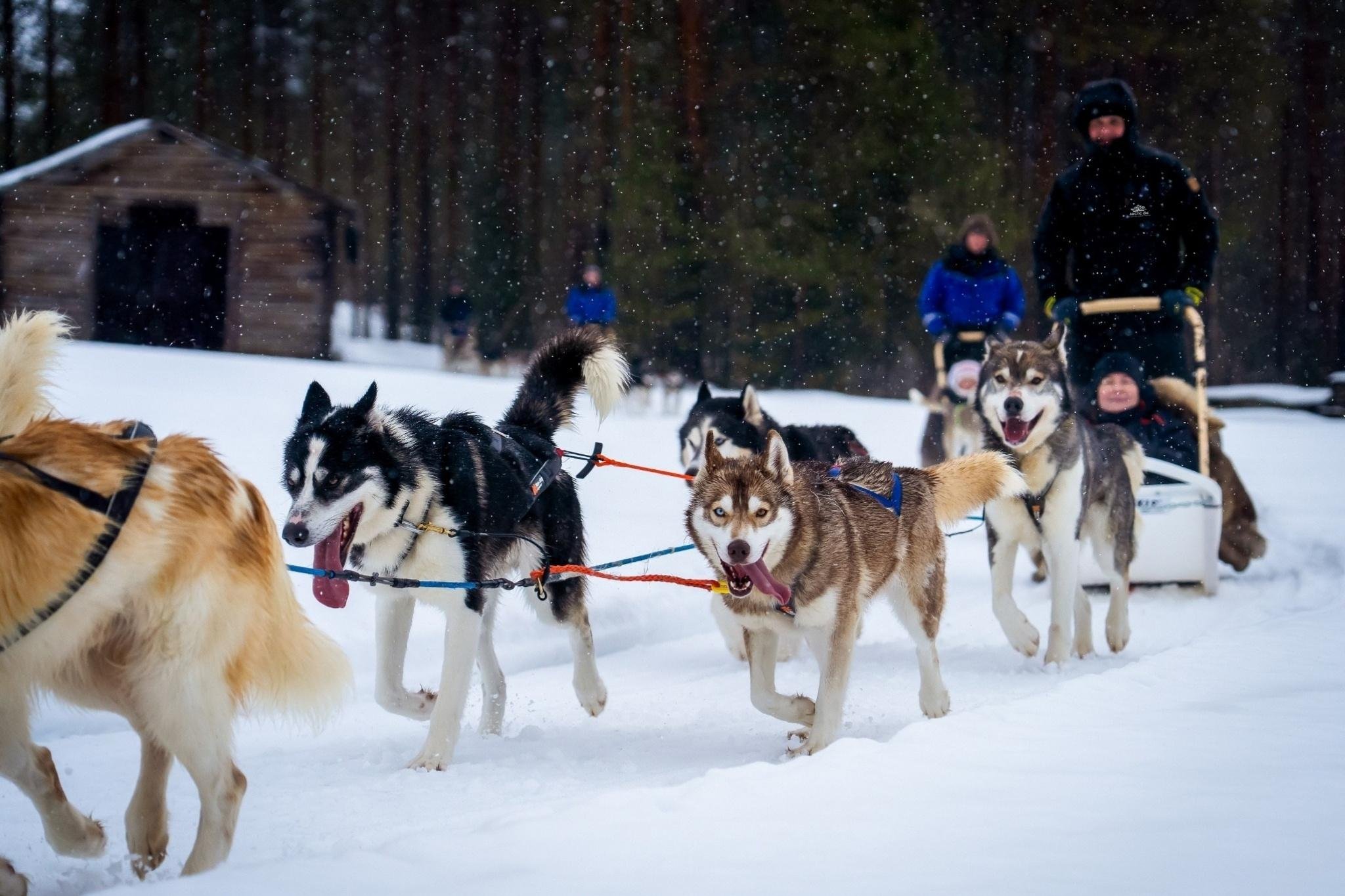 Rovaniemi Husky Safari: Drive Your Own Team & Lapland BBQ