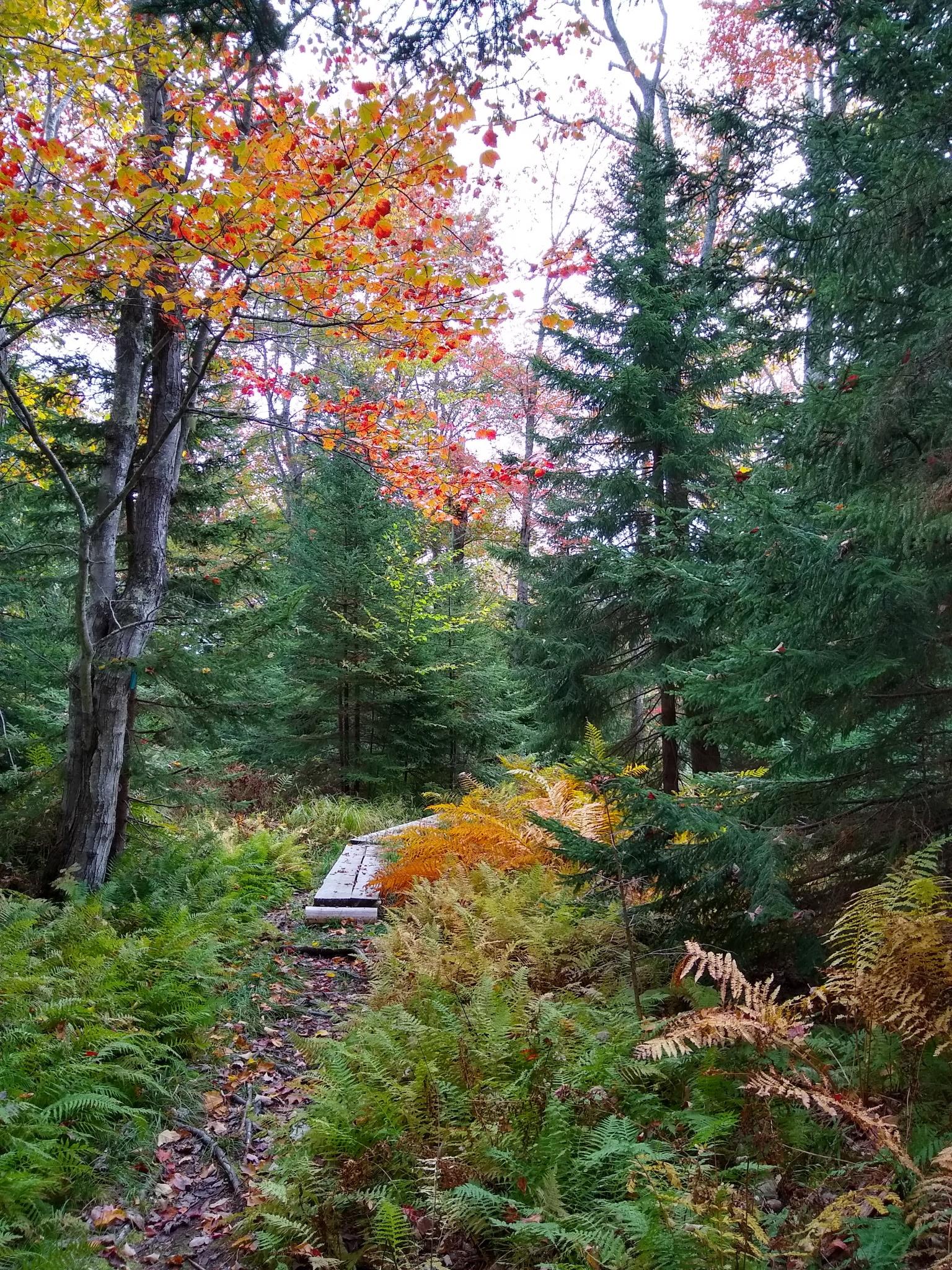 Private Autumn Foliage Tour of Acadia National Park