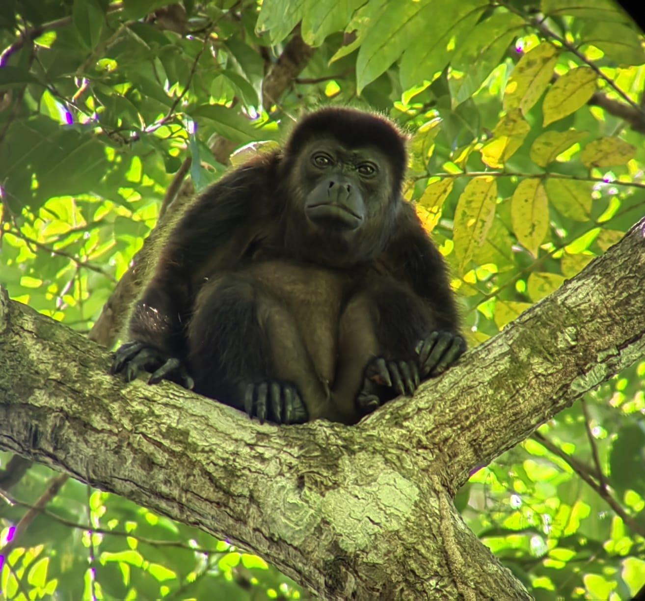 Manuel Antonio National Park: Wildlife Guided Tour with Entrance Fee