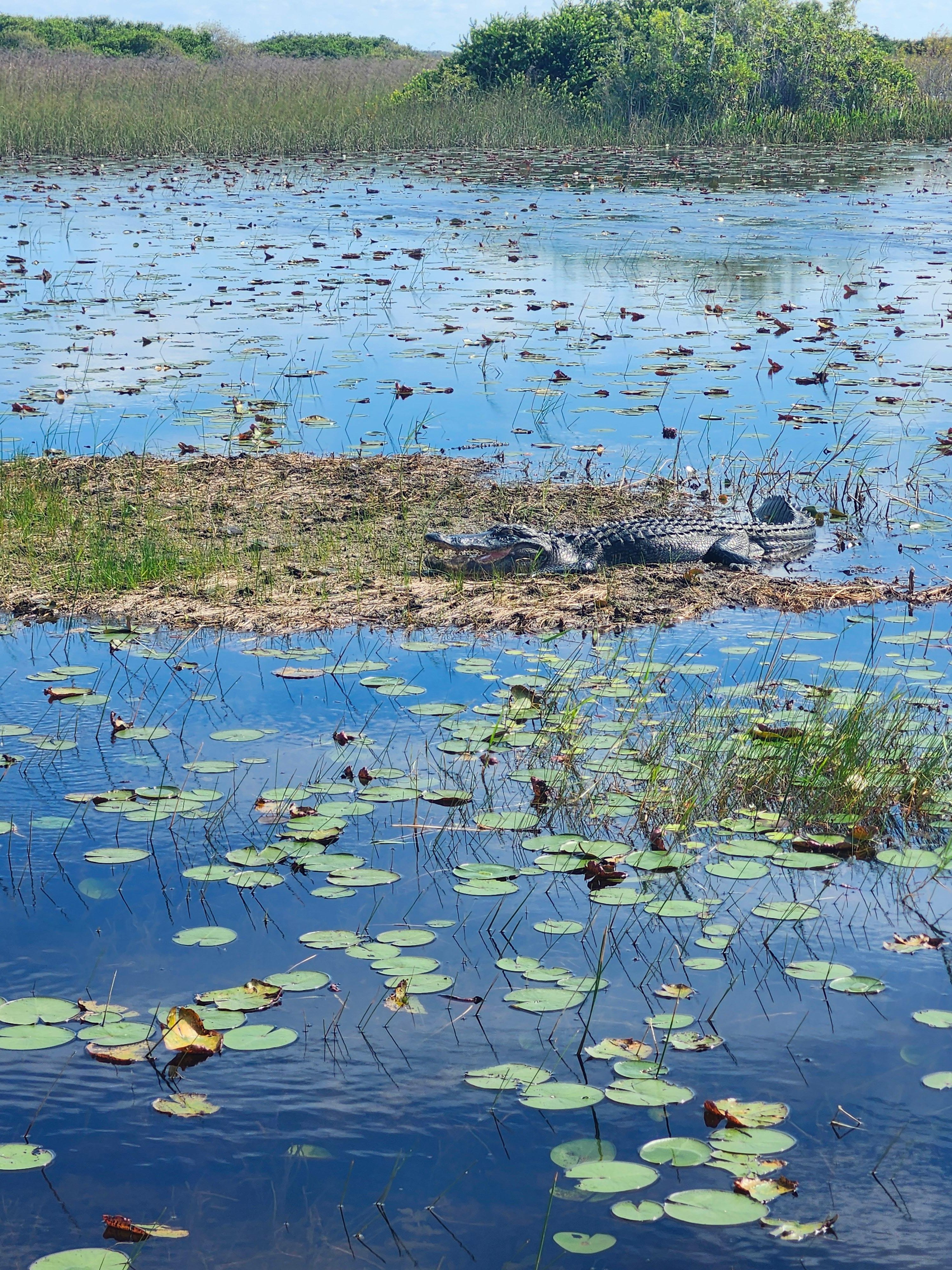 Small-Group Everglades Eco-Adventure & Private Islands Tour