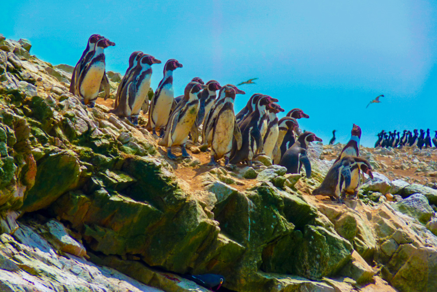 Paracas Full-Day: Ballestas Islands & National Reserve