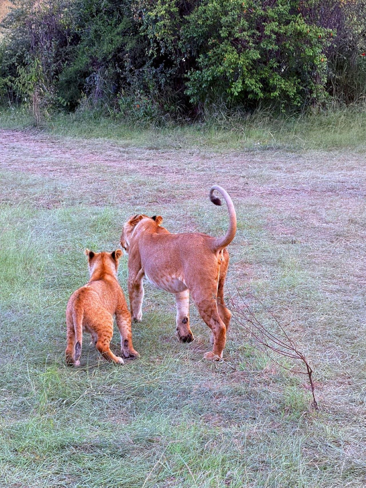 3-Day Maasai Mara Shared Jeep Safari from Nairobi