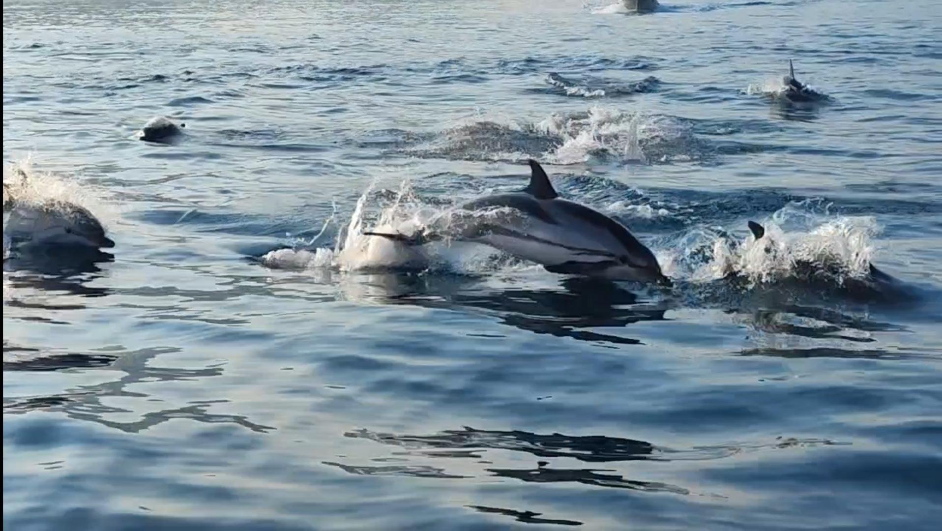 Taormina Sunset Dolphin Watching & Sicilian Aperitivo