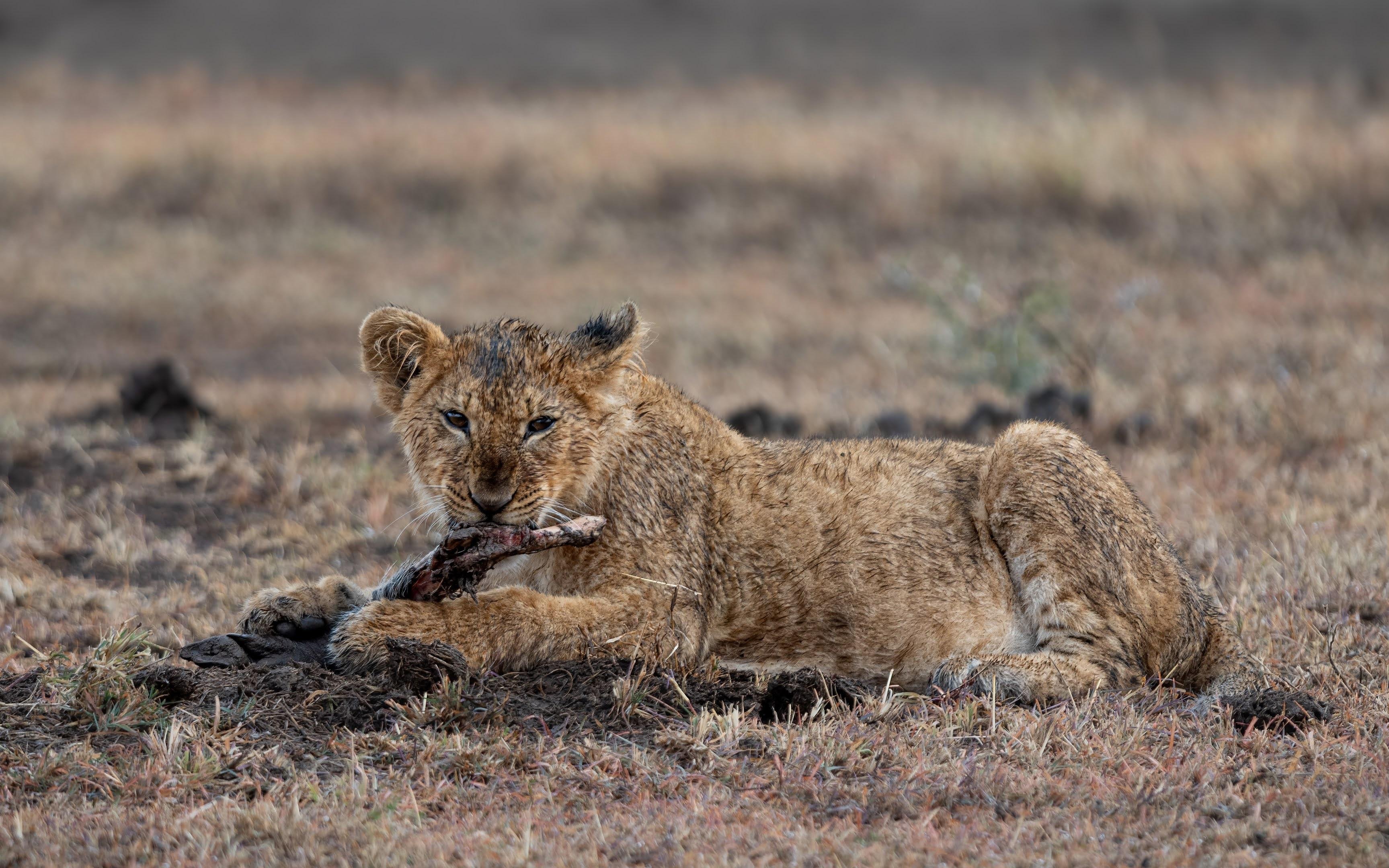 Maasai Mara Express: 1-Day Safari from Nairobi