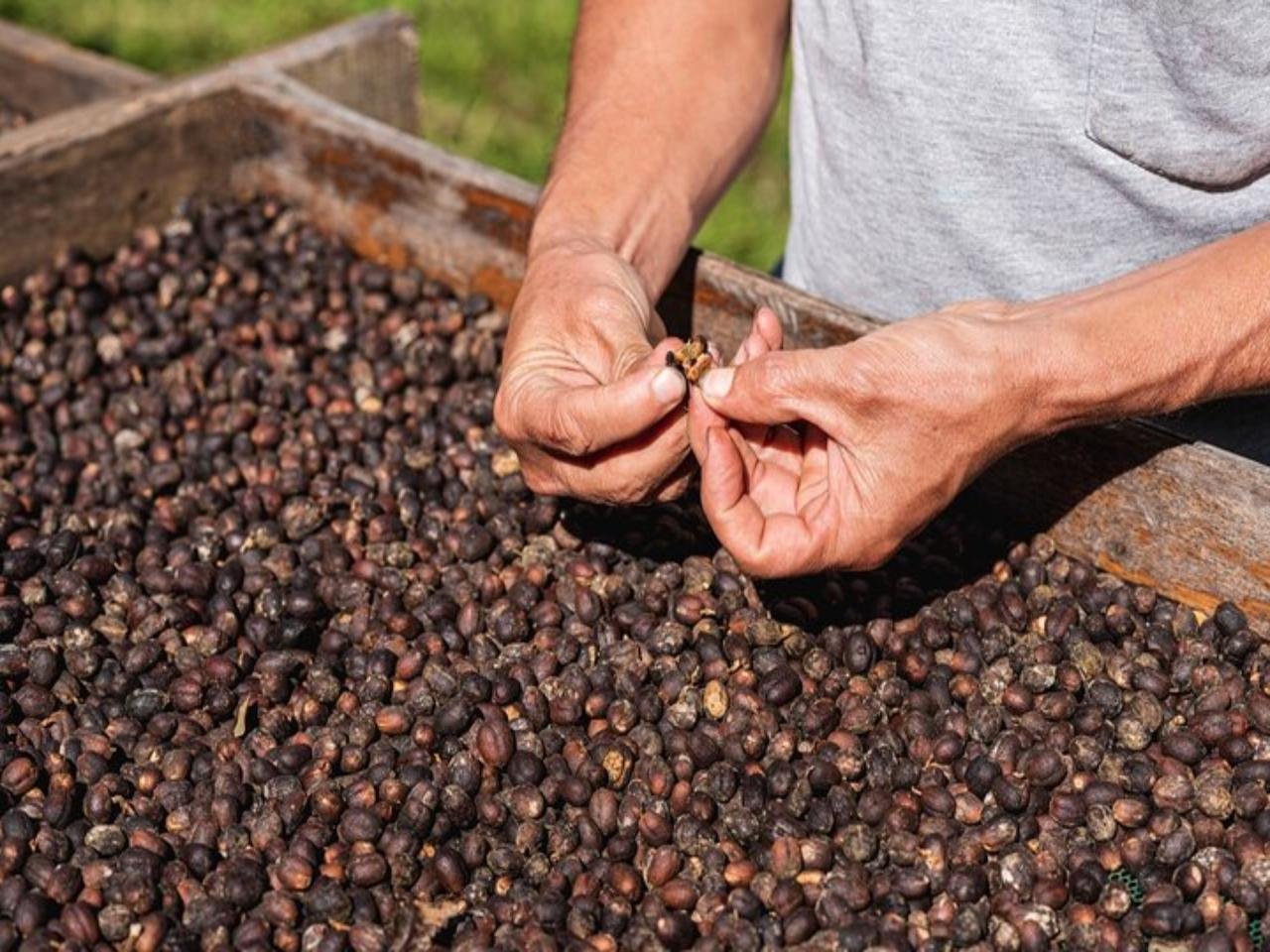 Monteverde 4-in-1: Coffee, Tastings & Night Forest Walk