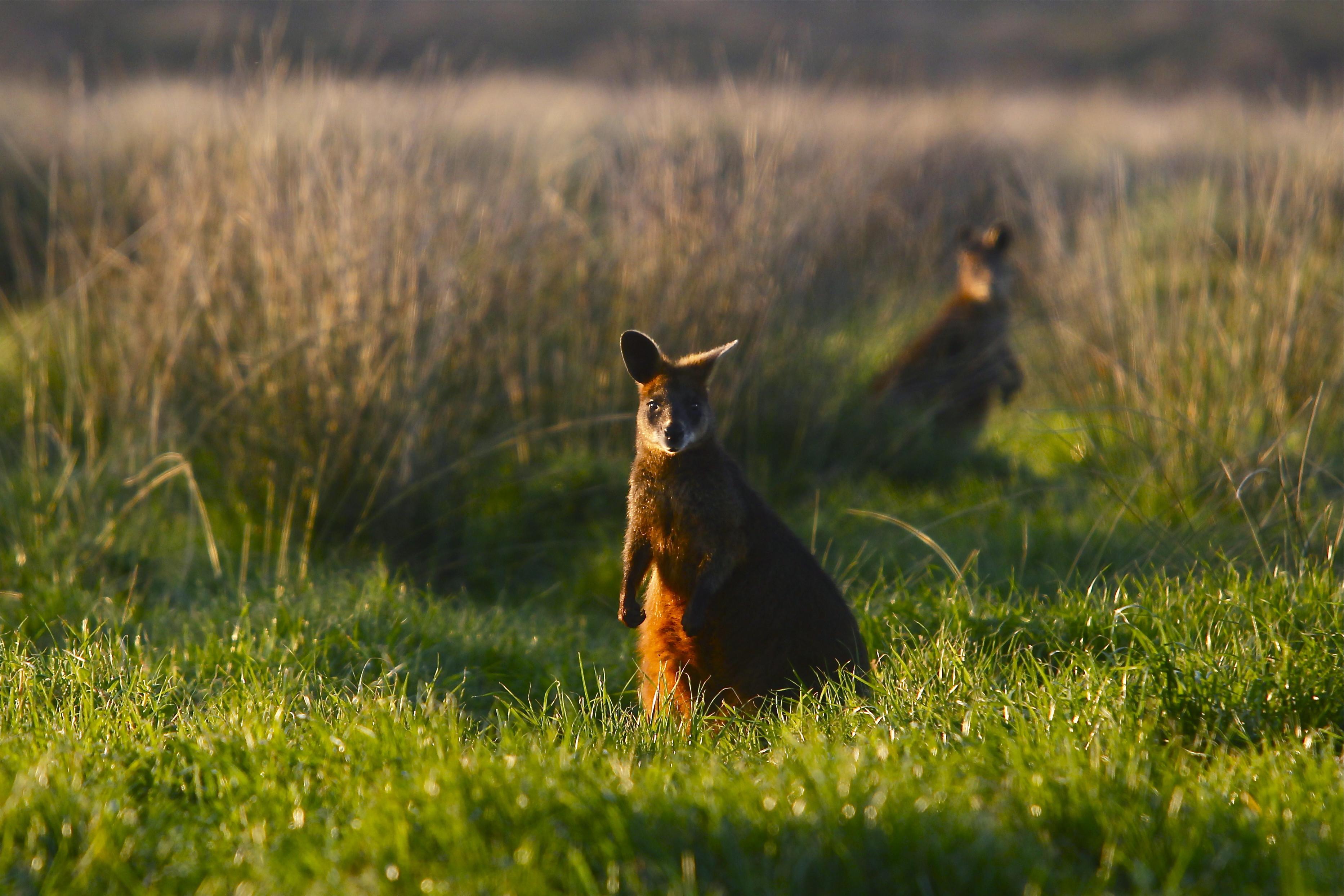 Luxury Phillip Island Penguin Parade & Wildlife Small-Group Tour