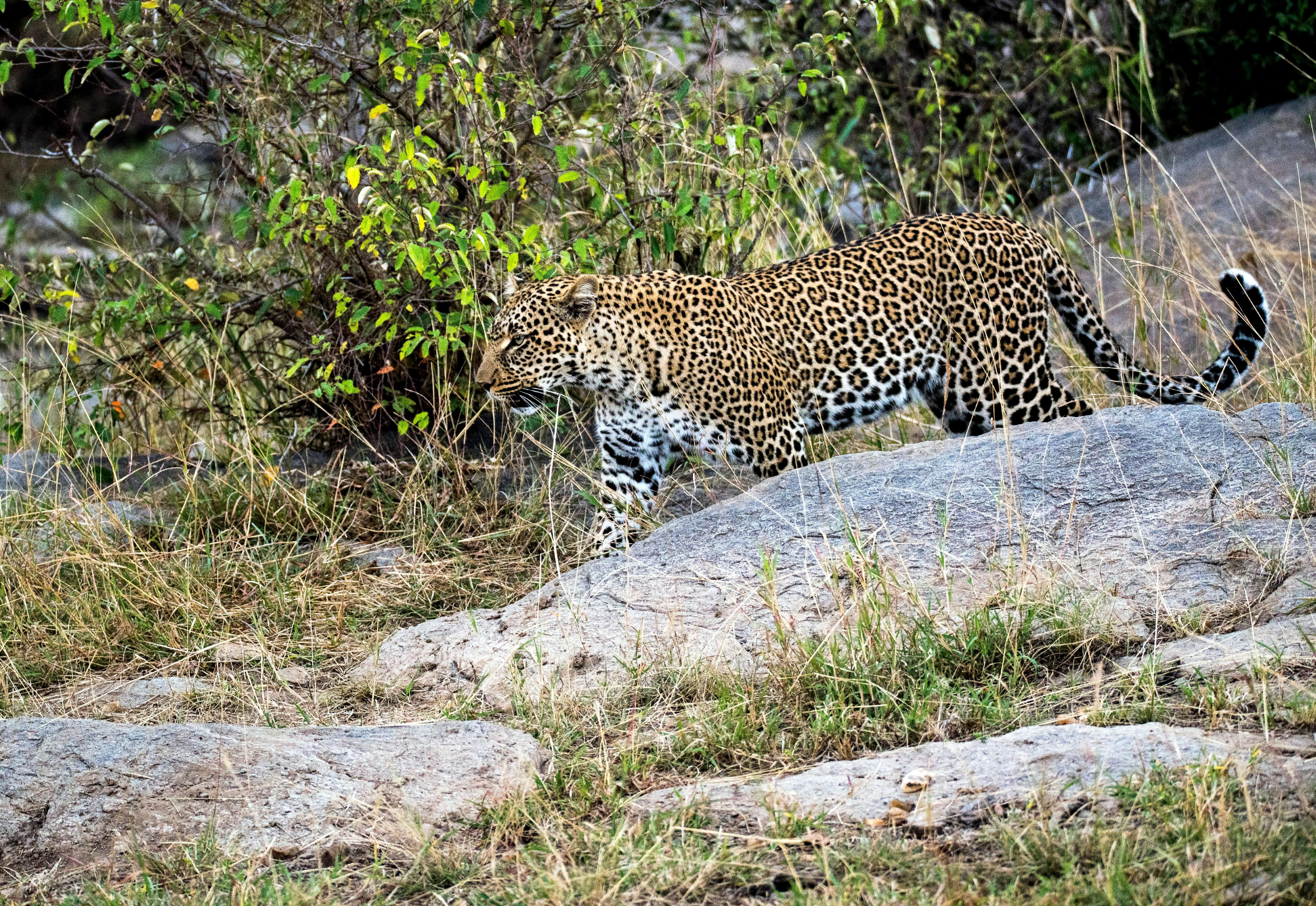 Jaipur Jhalana Leopard Safari Park – Guided Wildlife Tour