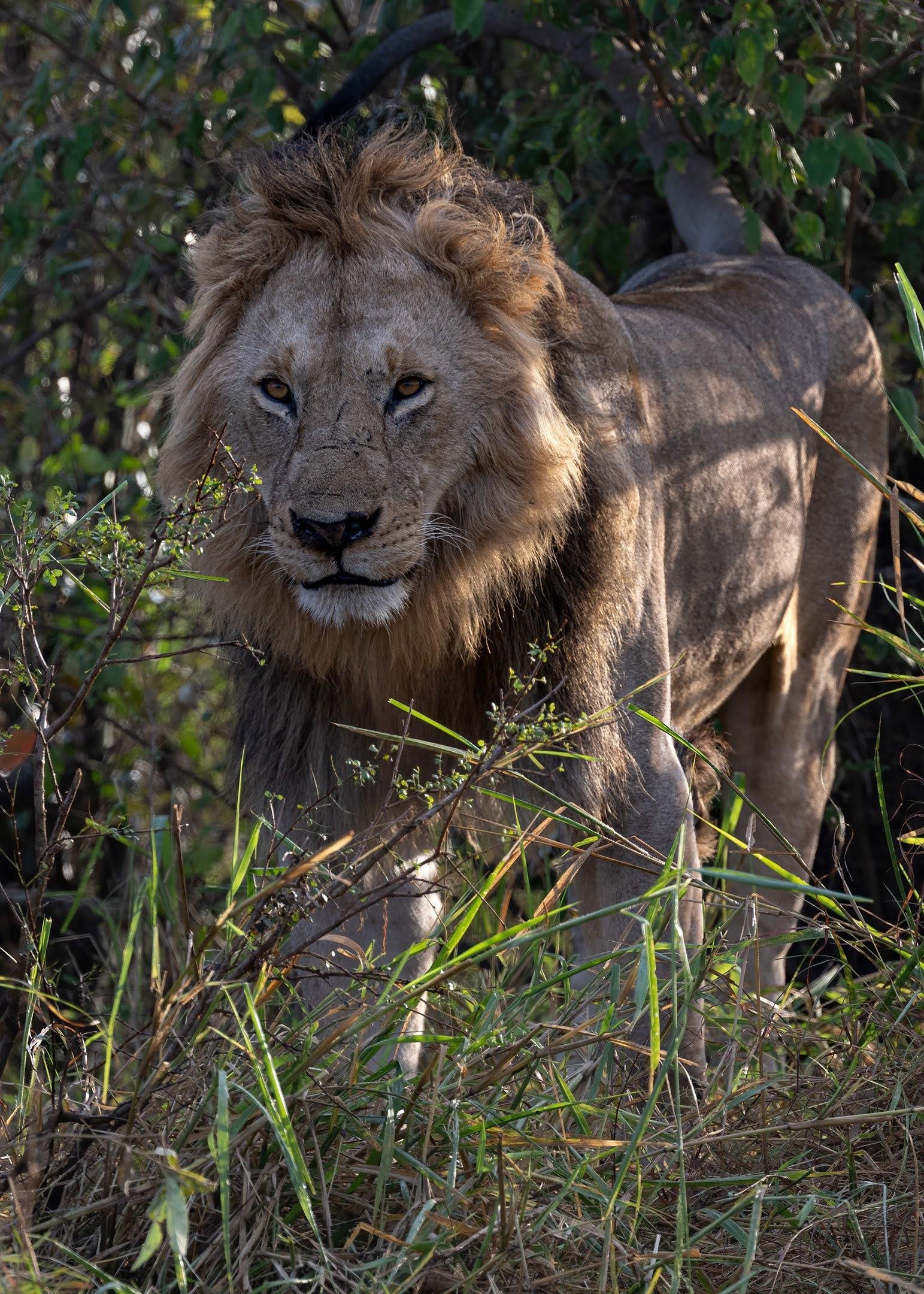 Maasai Mara Express: 1-Day Safari from Nairobi