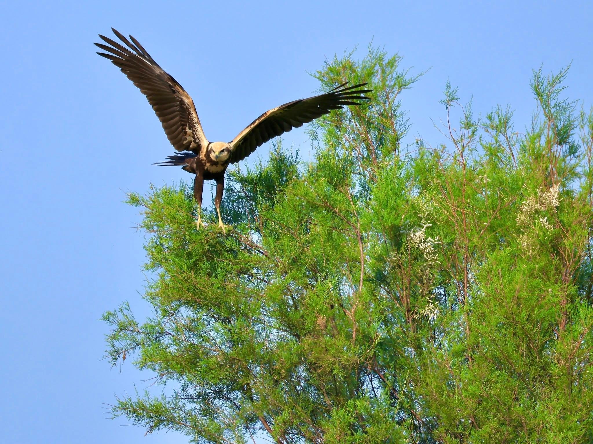EVOA Tagus Estuary Birdwatching Day Pass