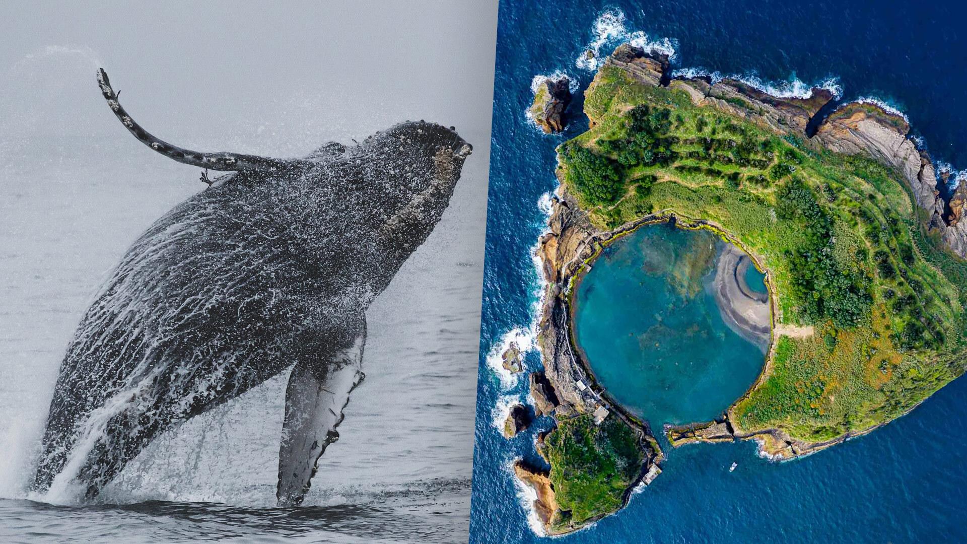 Azores Marine Wildlife Safari & Vila Franca Crater Islet Tour