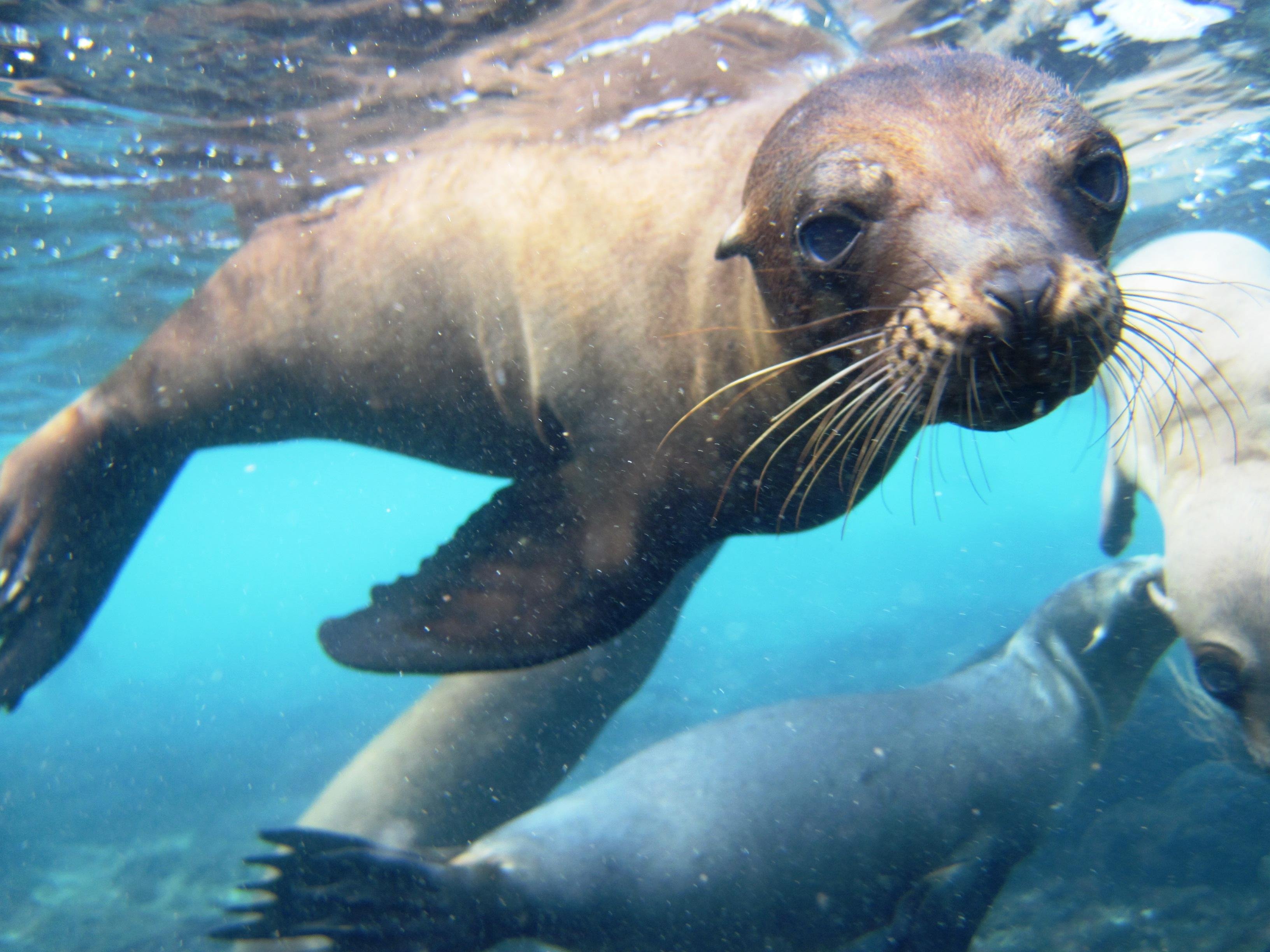 Santa Fe Island Snorkeling Adventure