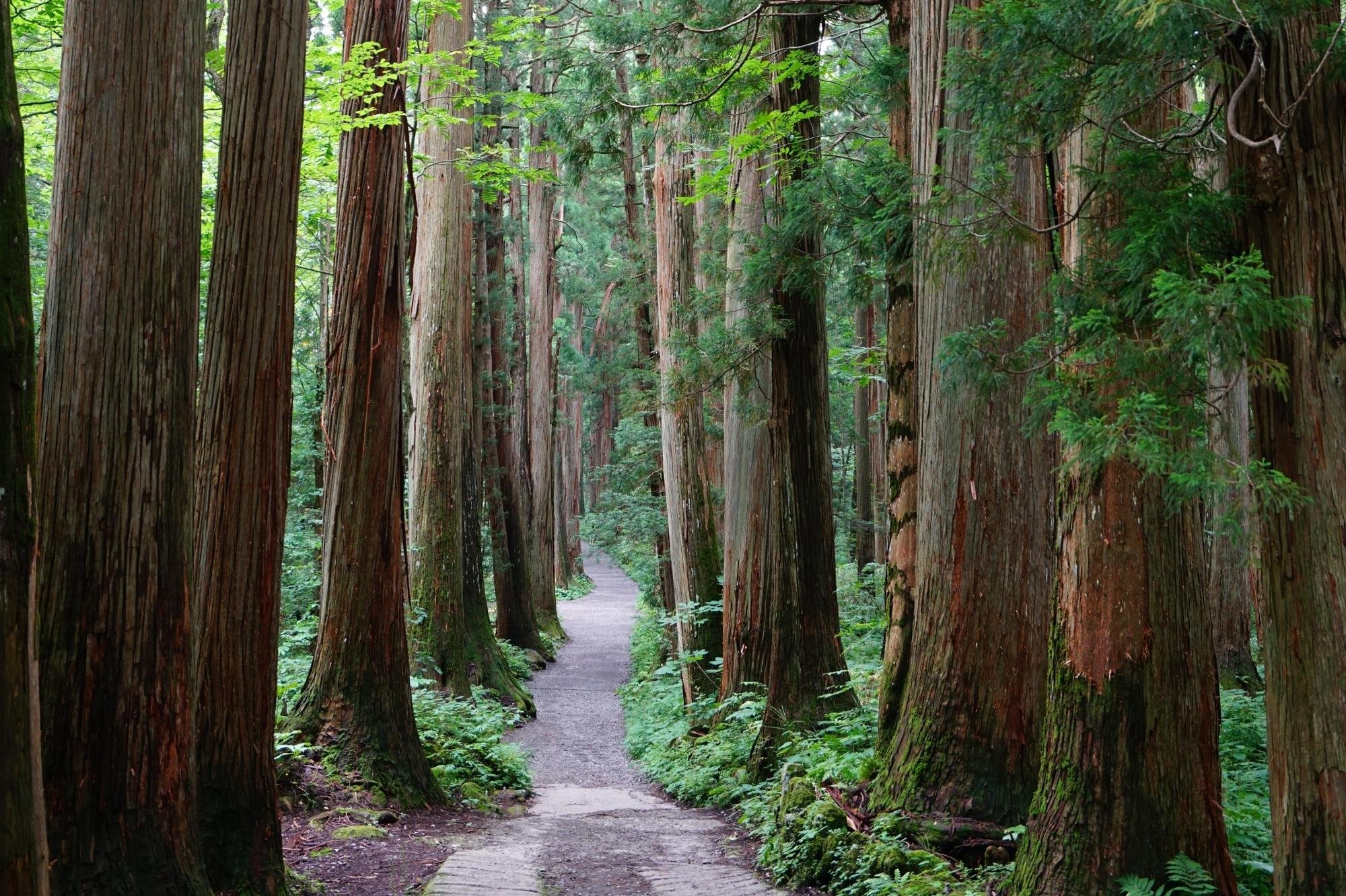 Nagano Private Day Tour: Snow Monkeys & Togakushi Shrine