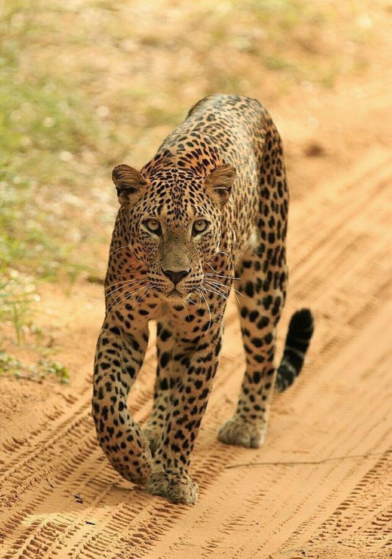 Jaipur Private Leopard Safari – Jhalana & Amagarh Forest