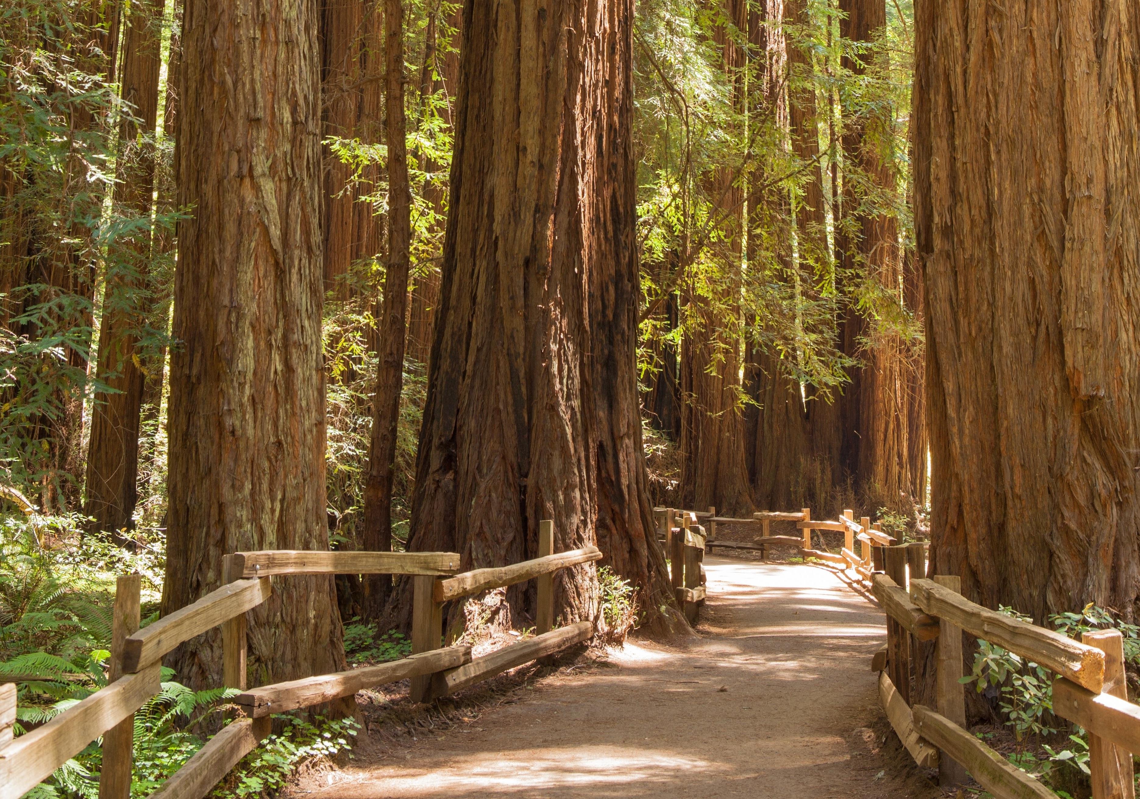 Golden Gate Bridge, Muir Woods & Sausalito Small Group Tour