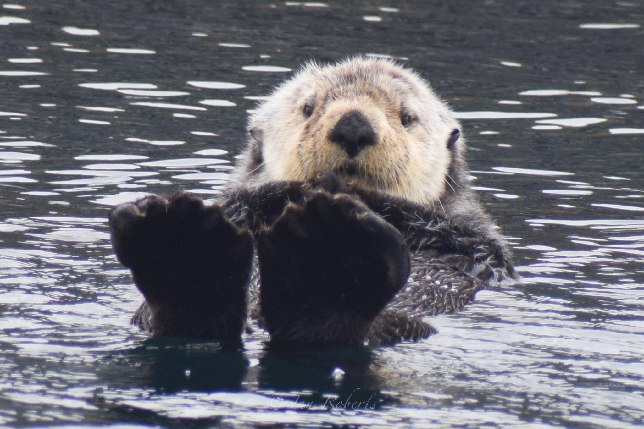 Victoria whale watching tour — orcas and marine wildlife in the Salish Sea — image 10