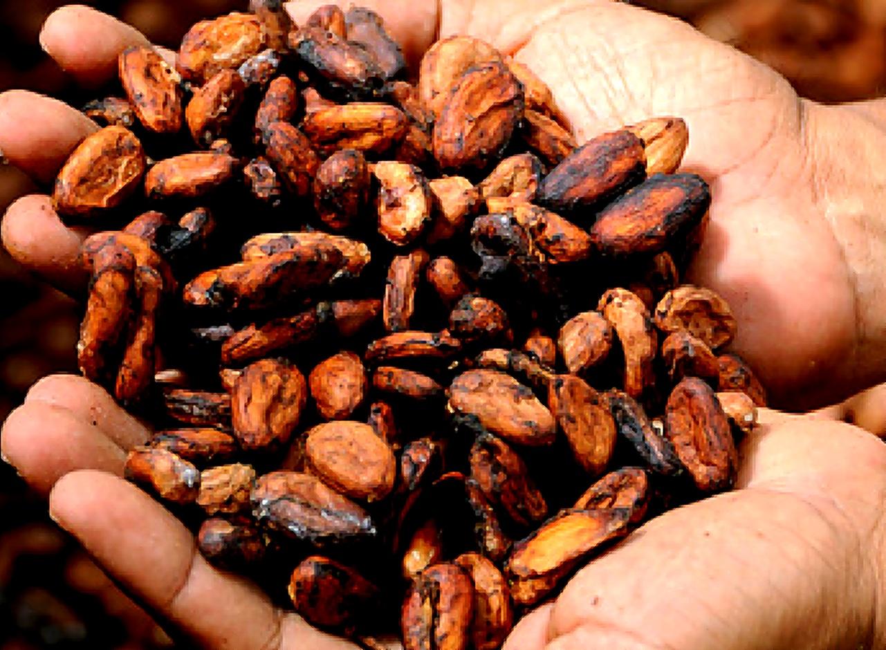 Amazon Cacao & Chocolate Making Workshop in Tena