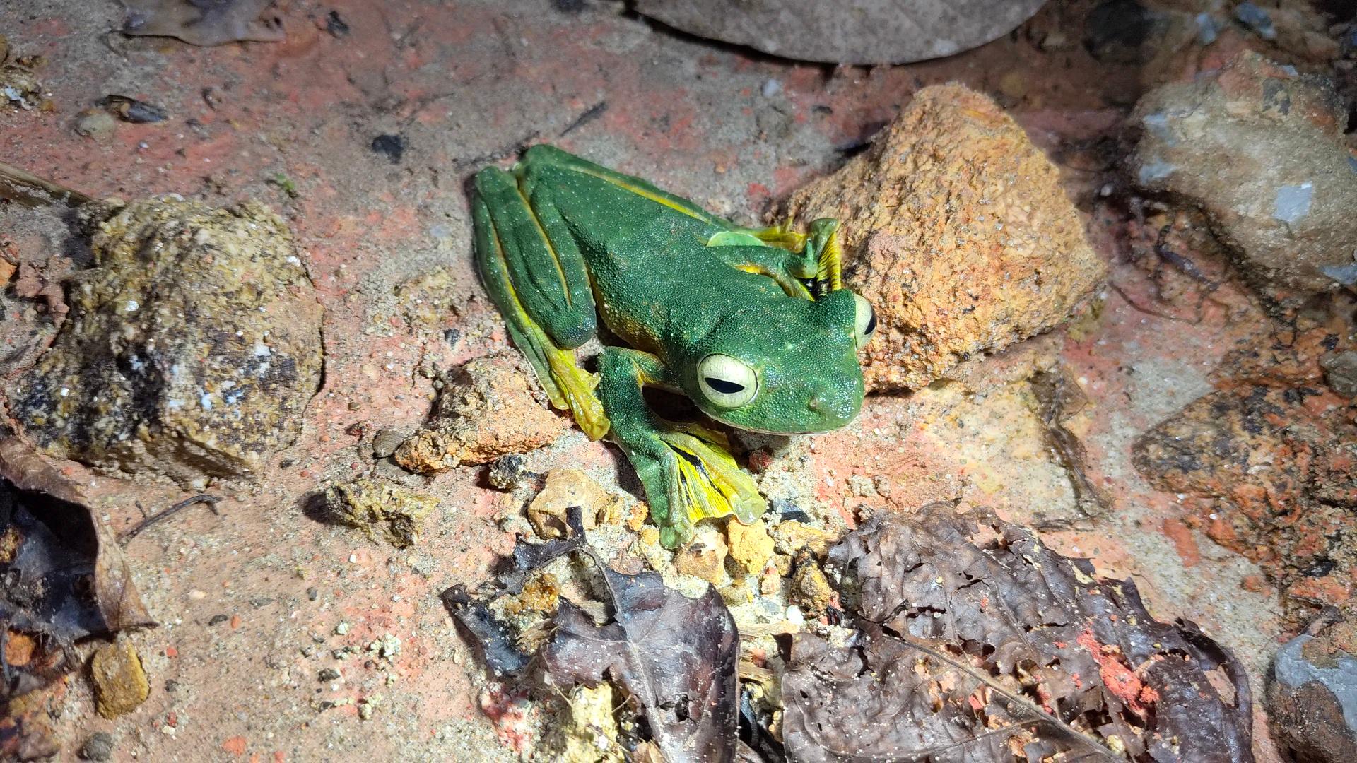 Kubah National Park Night Frog Safari