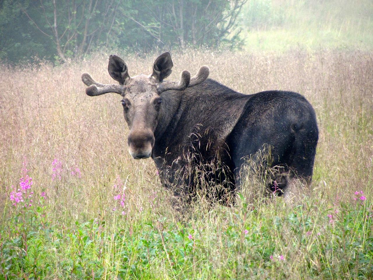 Northern Norway Moose Safari from Bodø