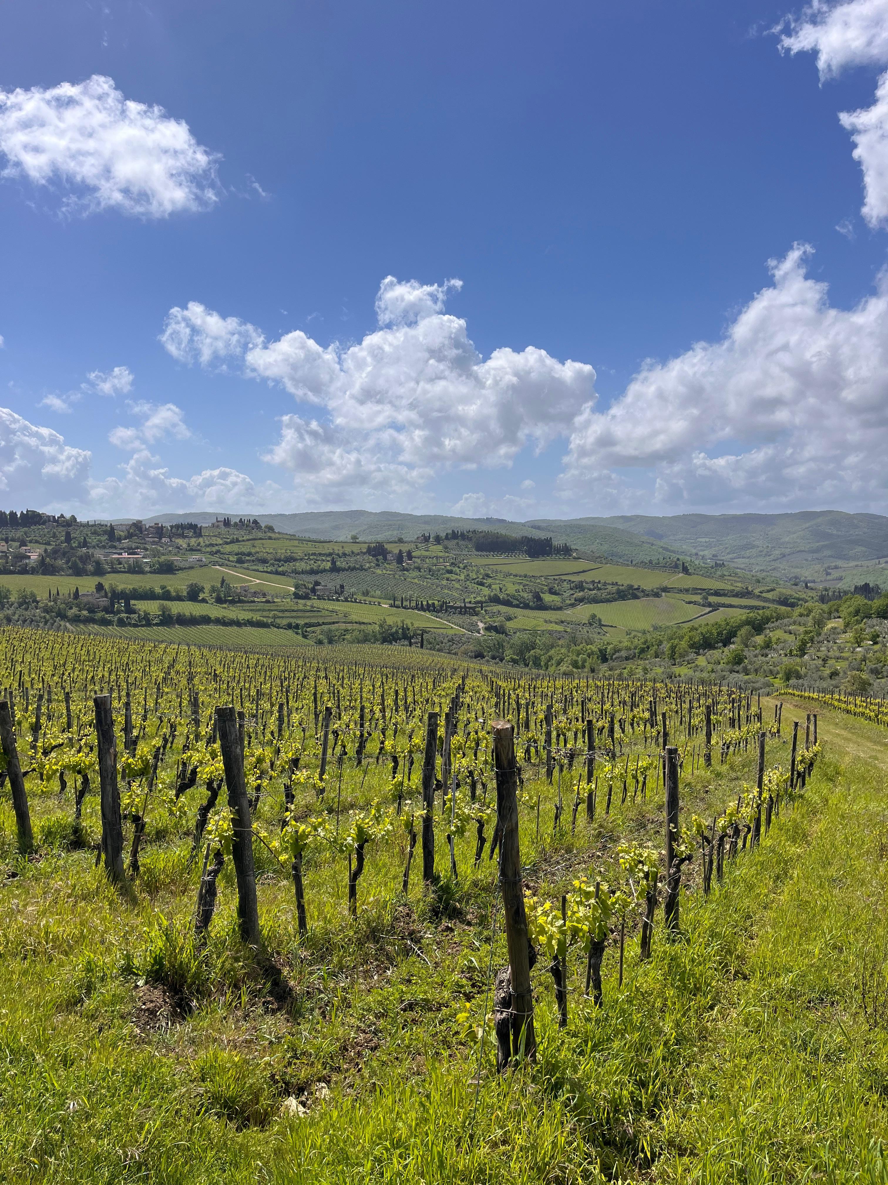 Private Chianti Wine Tour from Lucca