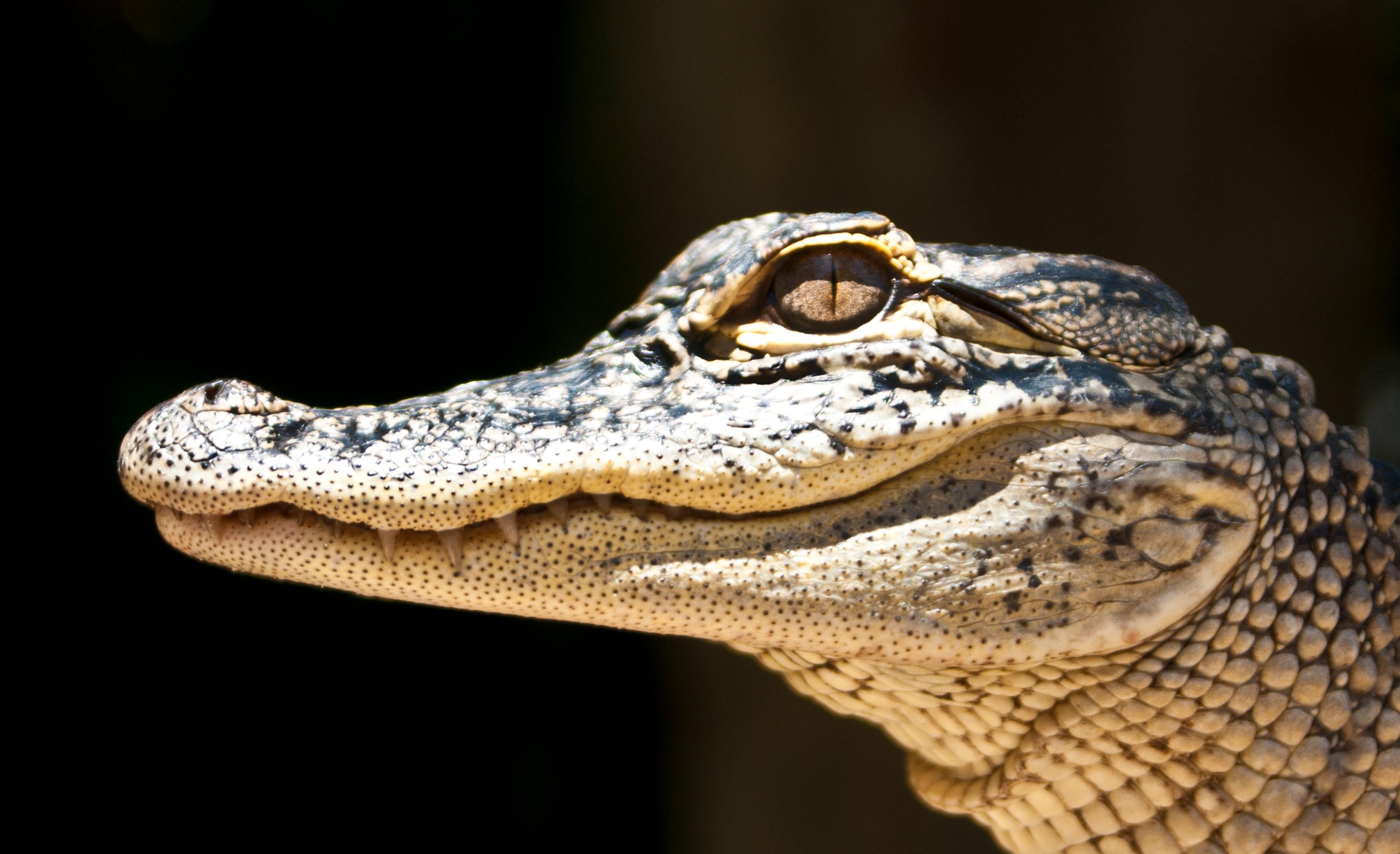 Everglades Airboat Safari & Wildlife Exhibit from Miami