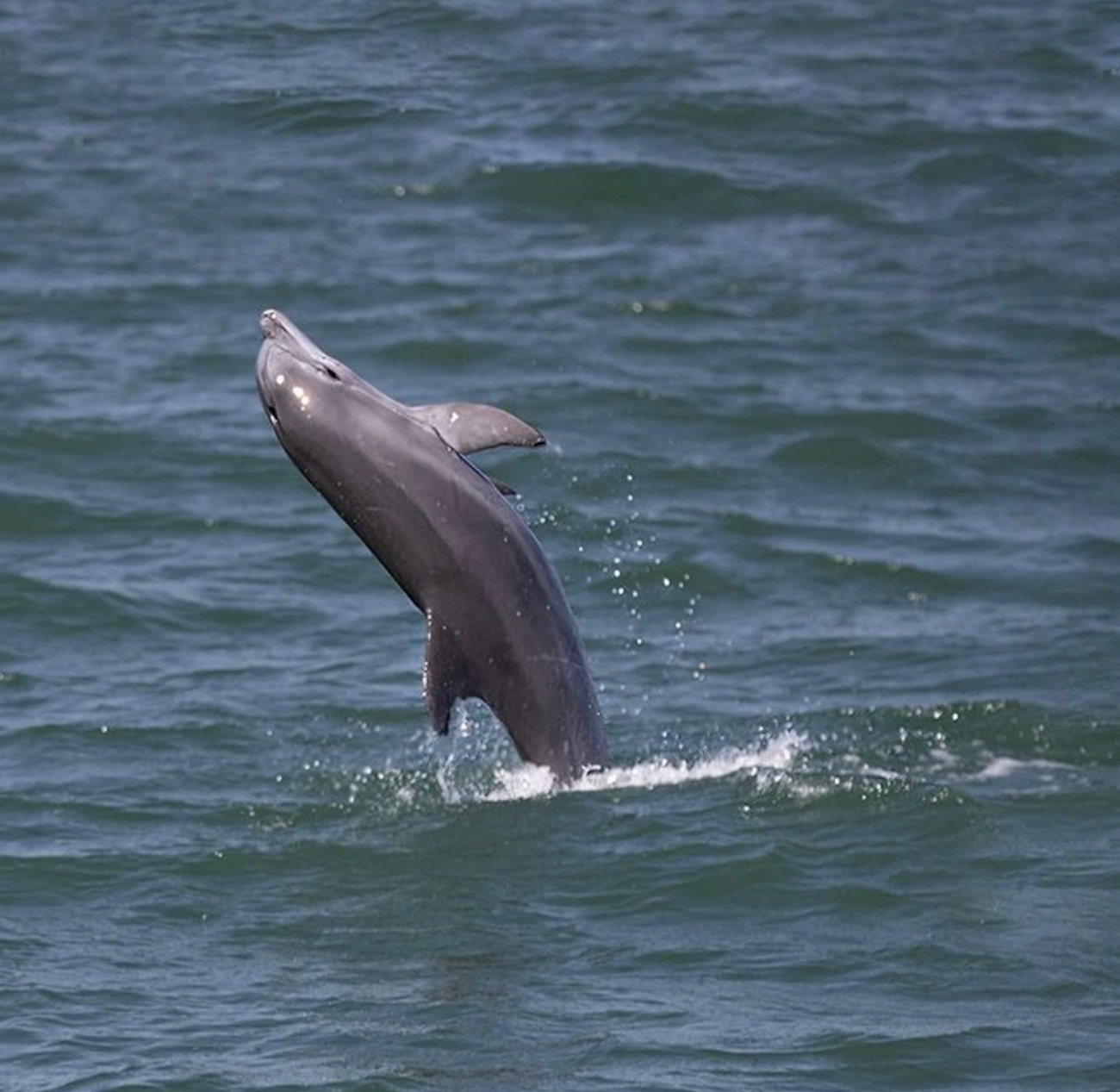 Murrells Inlet Dolphin Watch on OSPREY Adventure Vessel