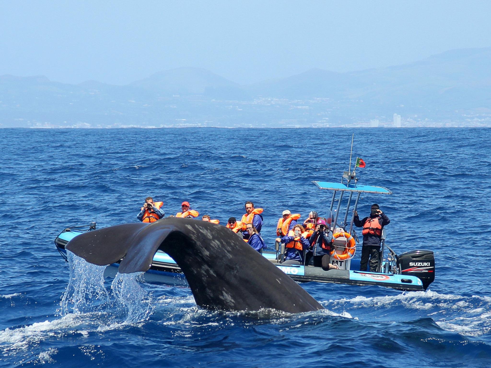 Sperm Whale Sanctuary Ocean Expedition