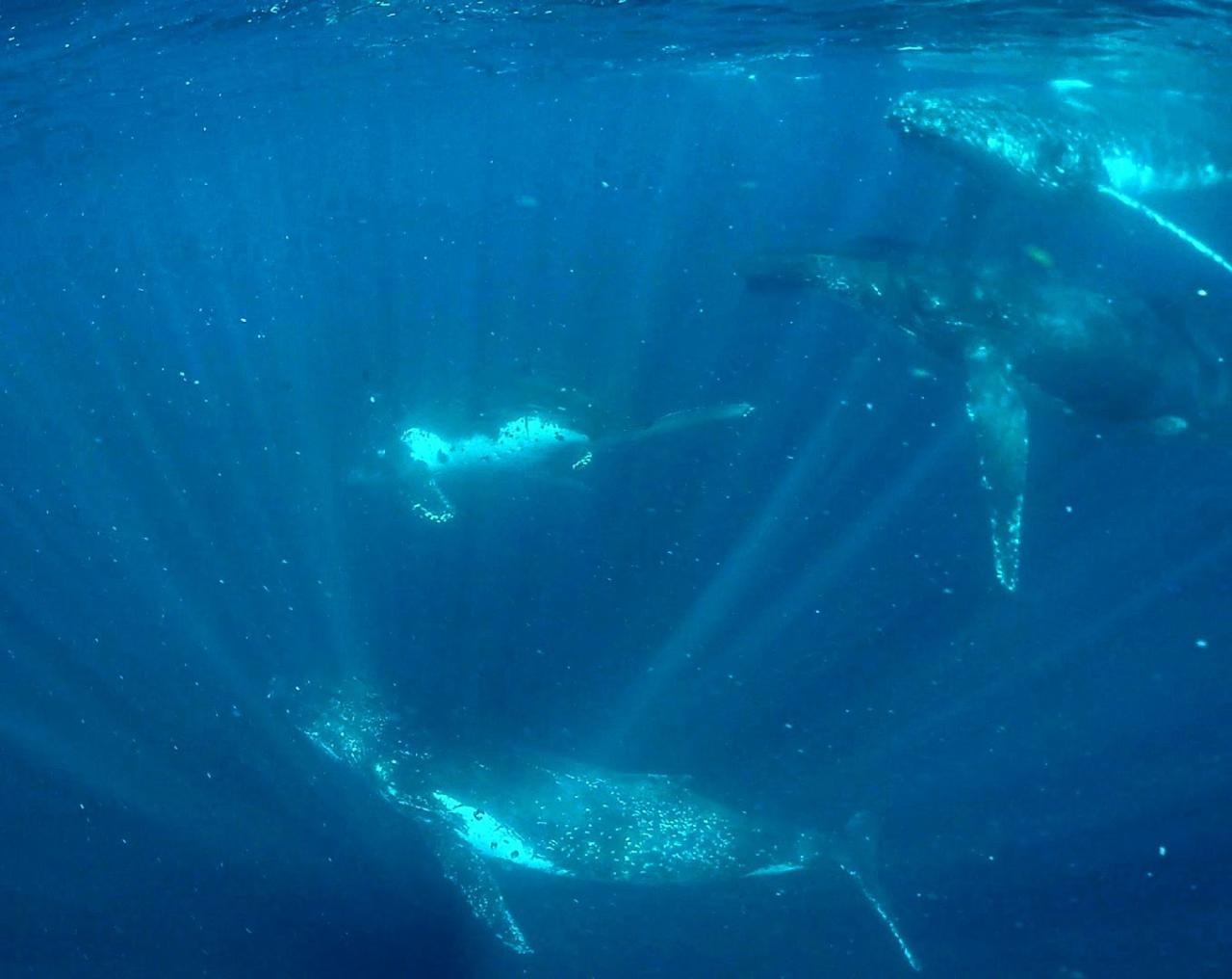 Two humpback whales seen from below in deep blue water, with light rays from the surface