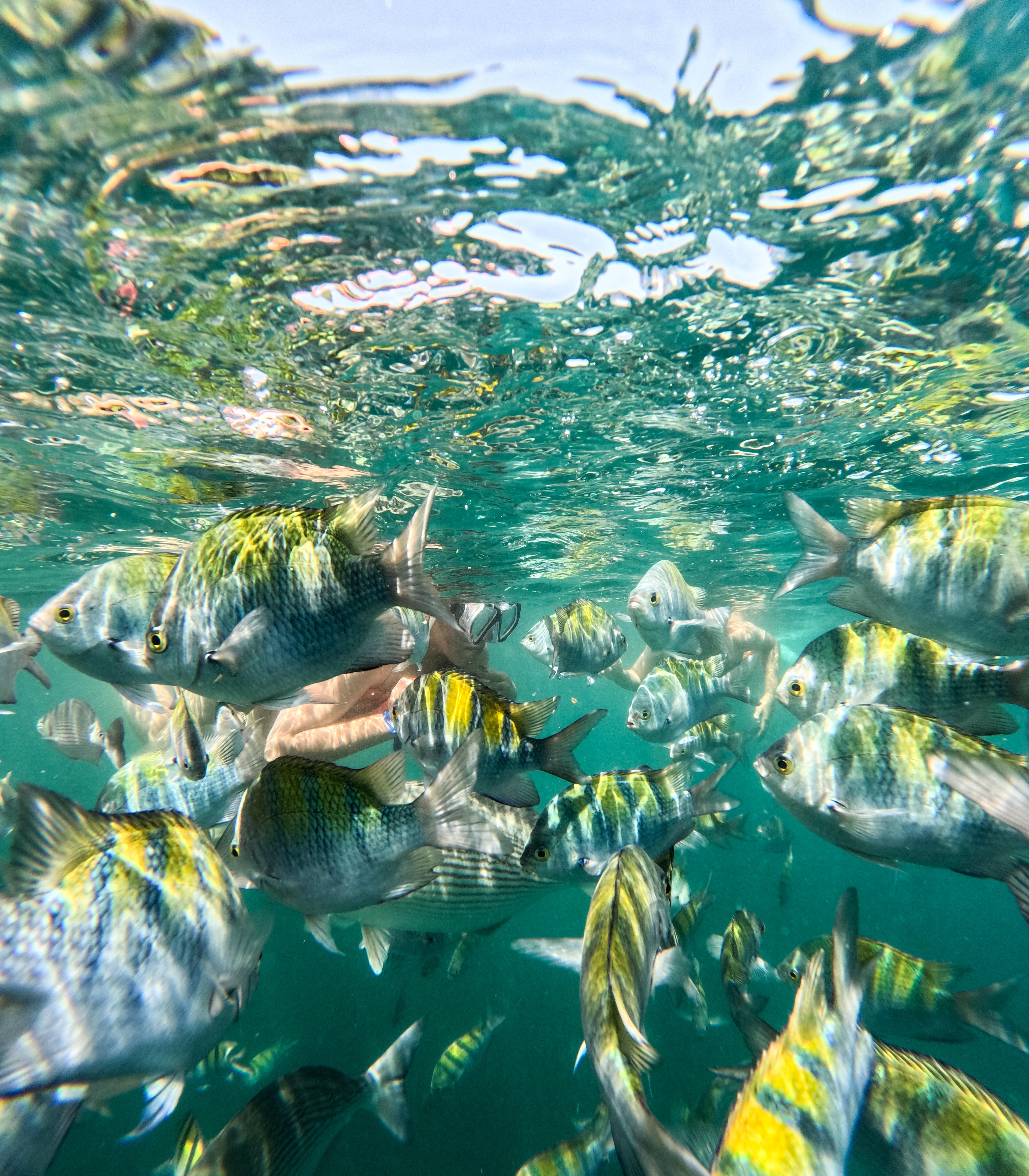 Snorkel & Canopy Adventure at Las Ánimas
