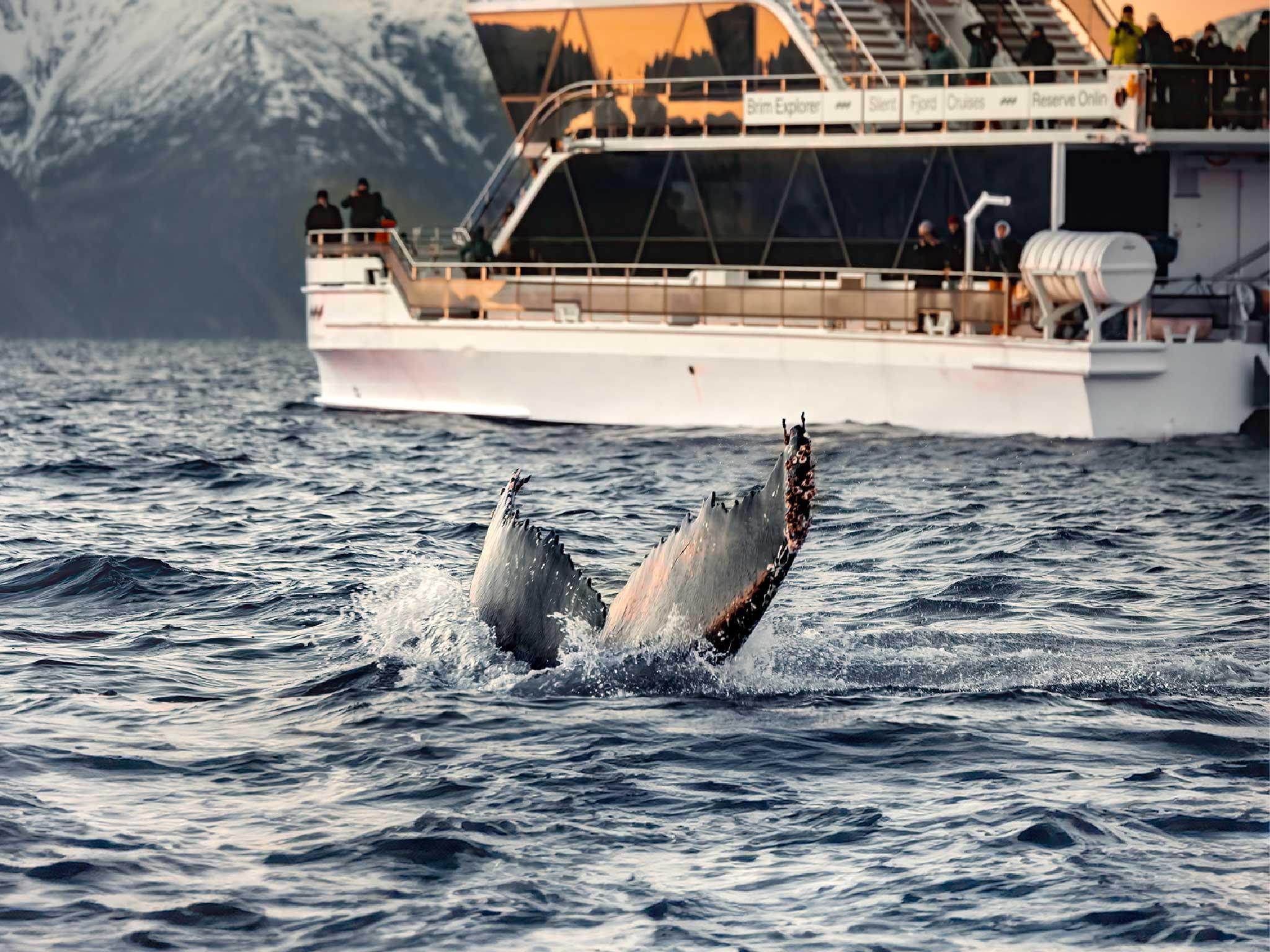 Tromsø: Whale Watching Tour by Hybrid-Electric Boat
