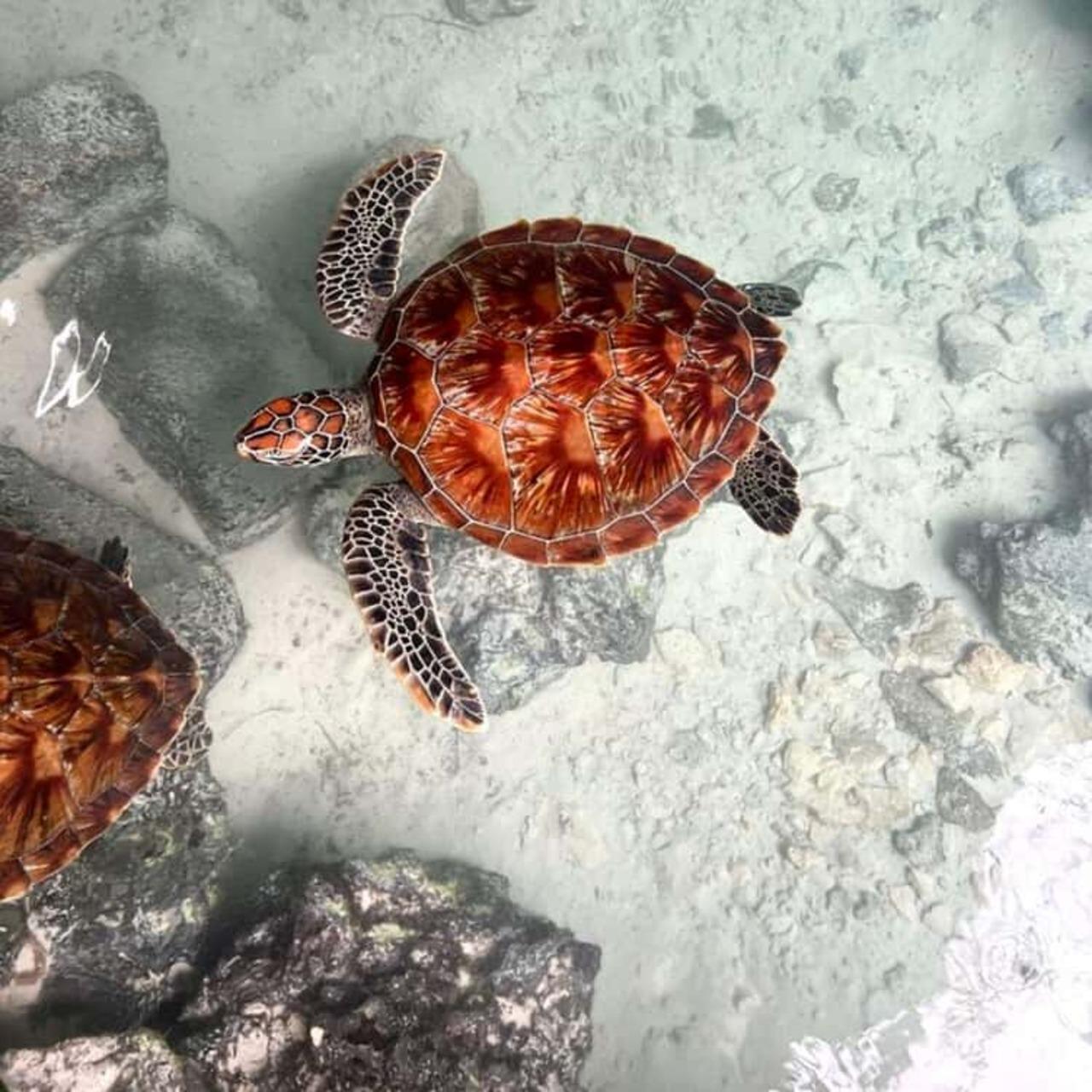 Zanzibar Full-Day: Jozani Forest, Turtle Swim & The Rock Restaurant