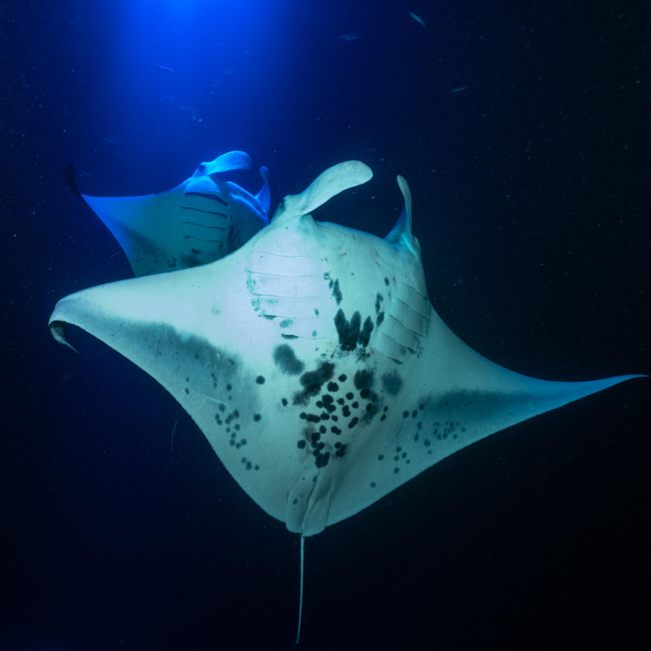 Kailua Kona: Manta Ray Night Snorkel Tour with Guide - 2026 (Verified Reviews)