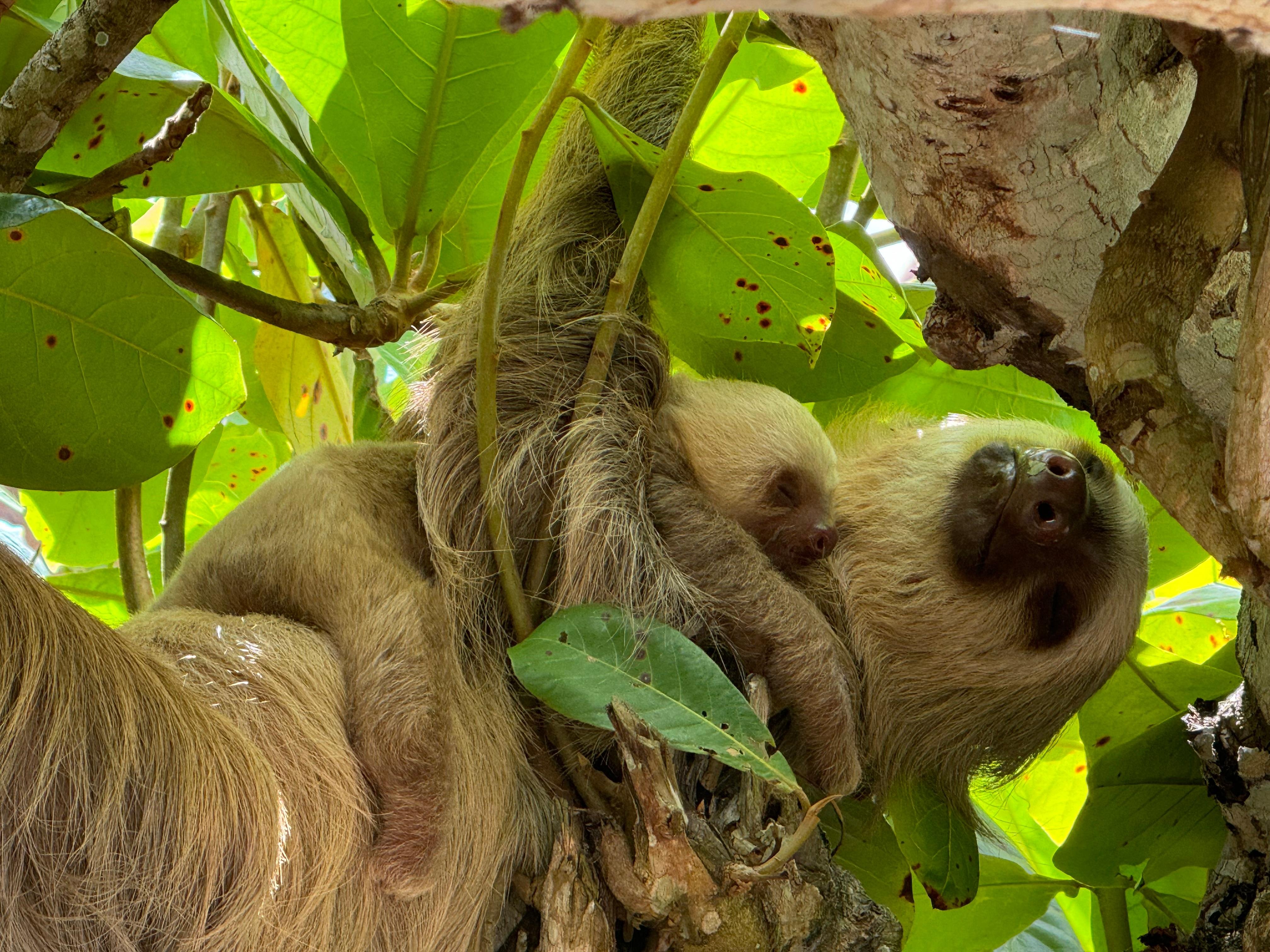 Cahuita Wildlife Walk with Local Naturalist