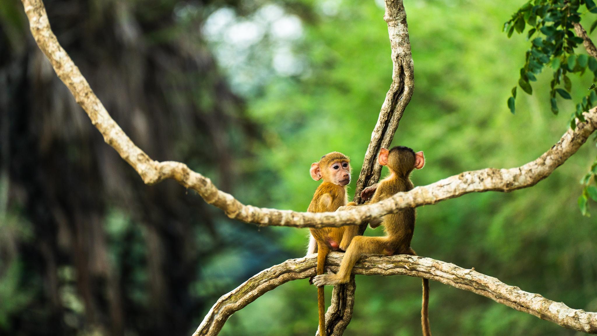 Zanzibar to Selous: Full-Day Safari with Bush Lunch (+ 2-Day Option)