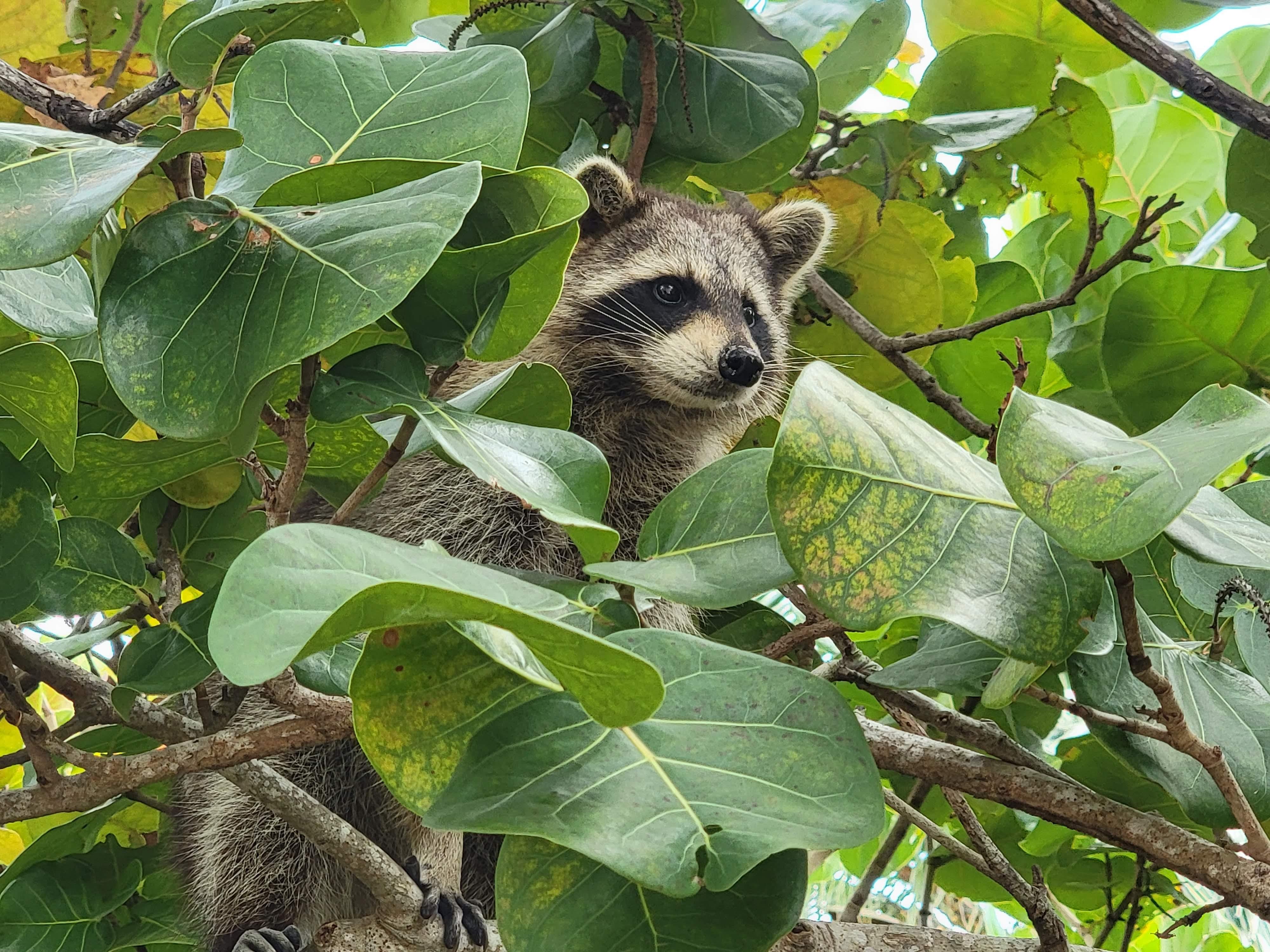 Biscayne Bay Boat Cruise & Mangrove Kayaking Adventure