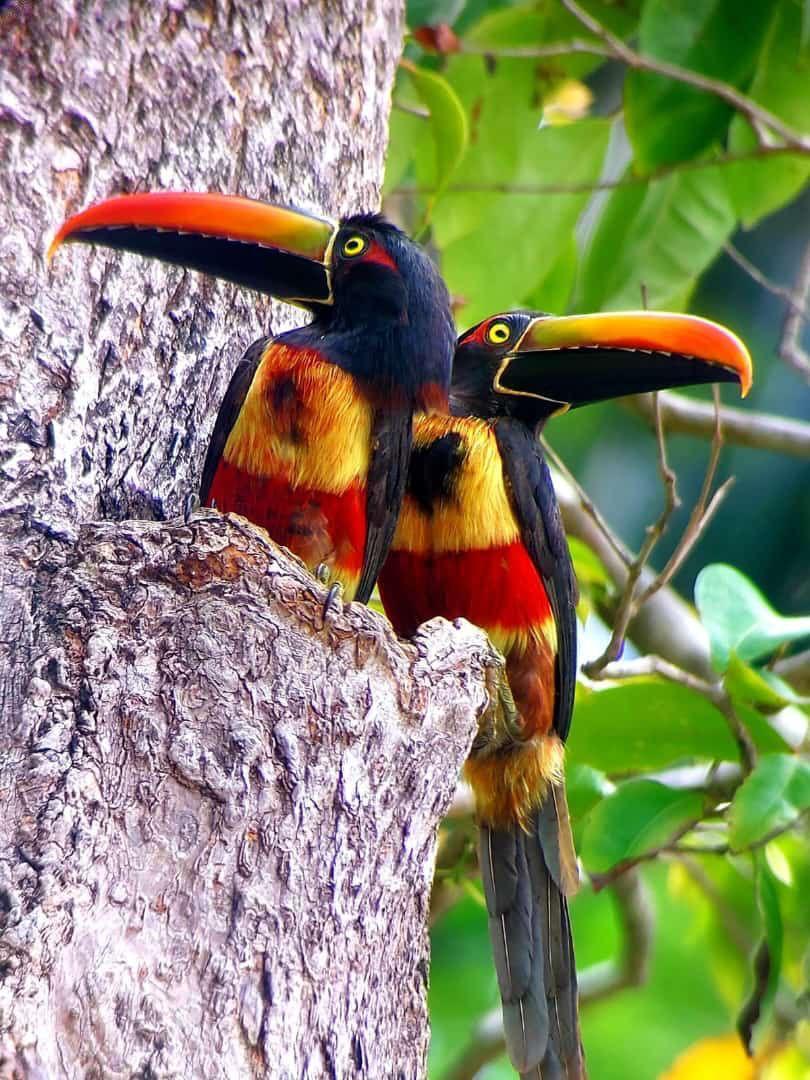 Manuel Antonio National Park: Guided Tour w/ TICKET INCLUDED