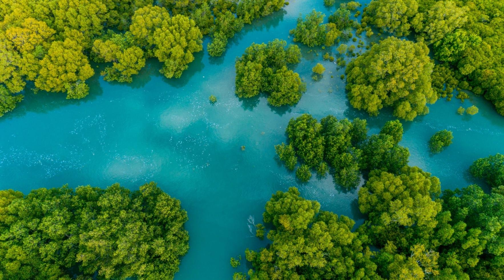 Damas Island Mangrove Boat Tour with Lunch from Manuel Antonio