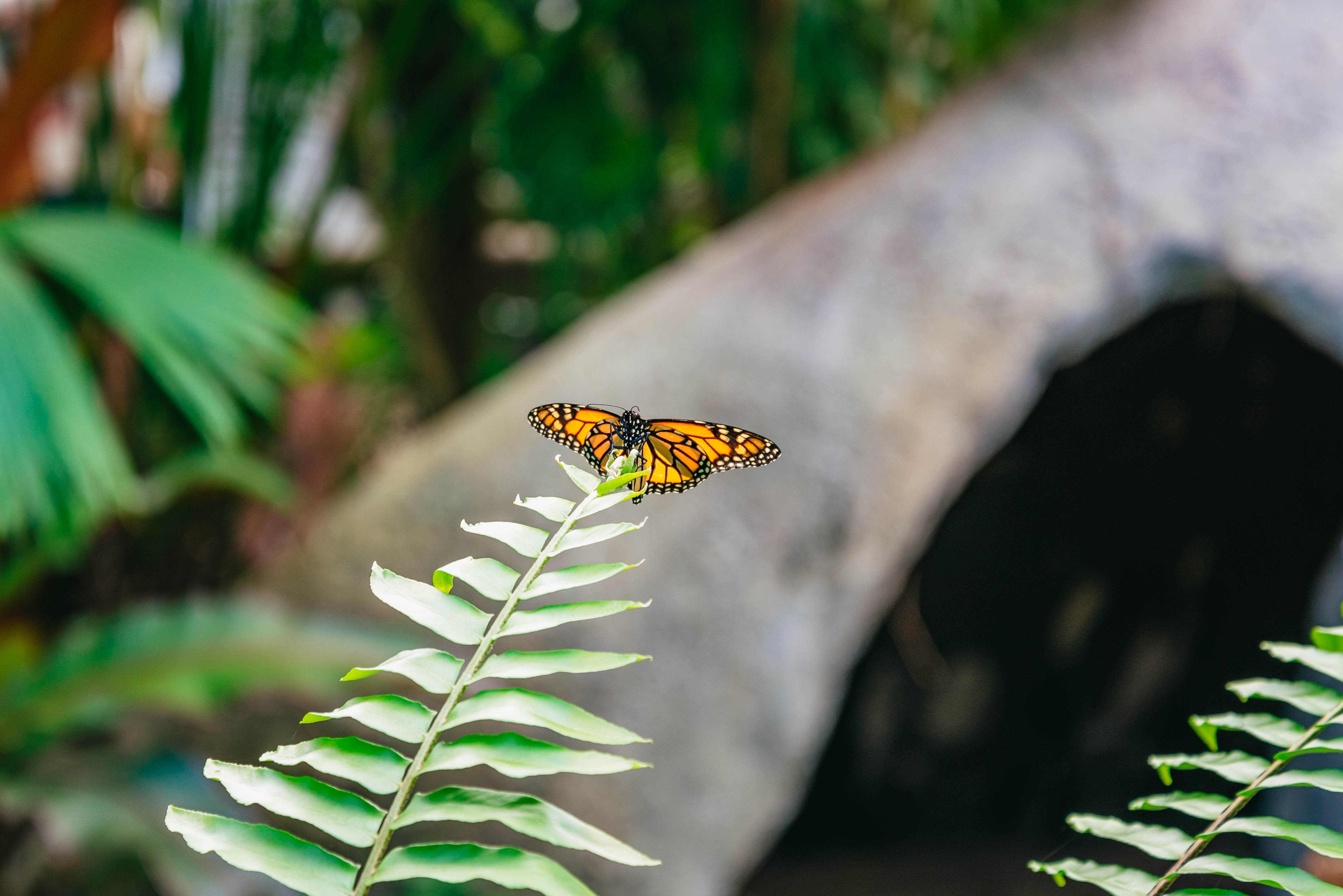 Kuranda Rainforest Full-Day Experience from Cairns
