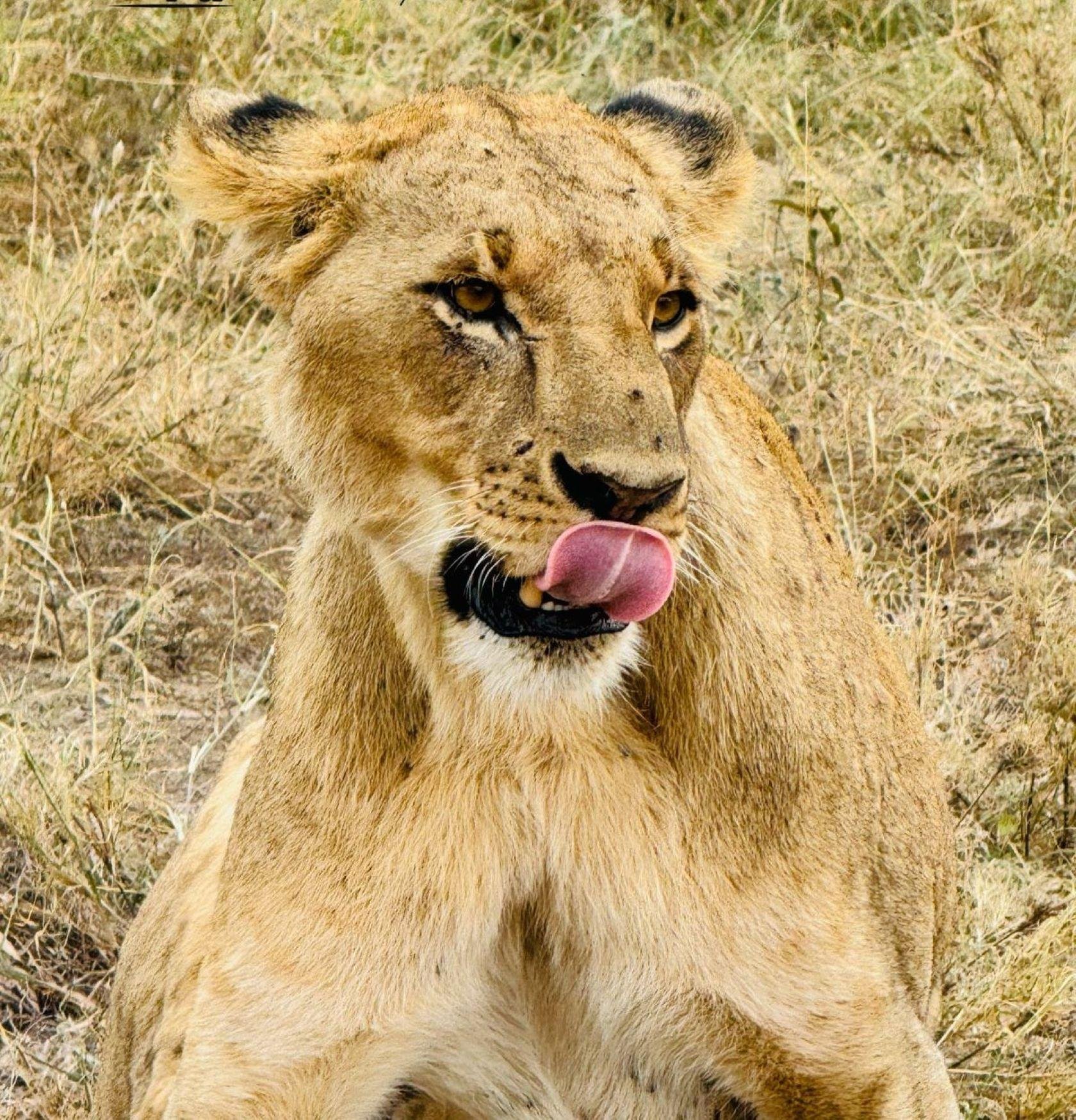 Nairobi Safari: National Park, Elephant Orphanage & Giraffe Center