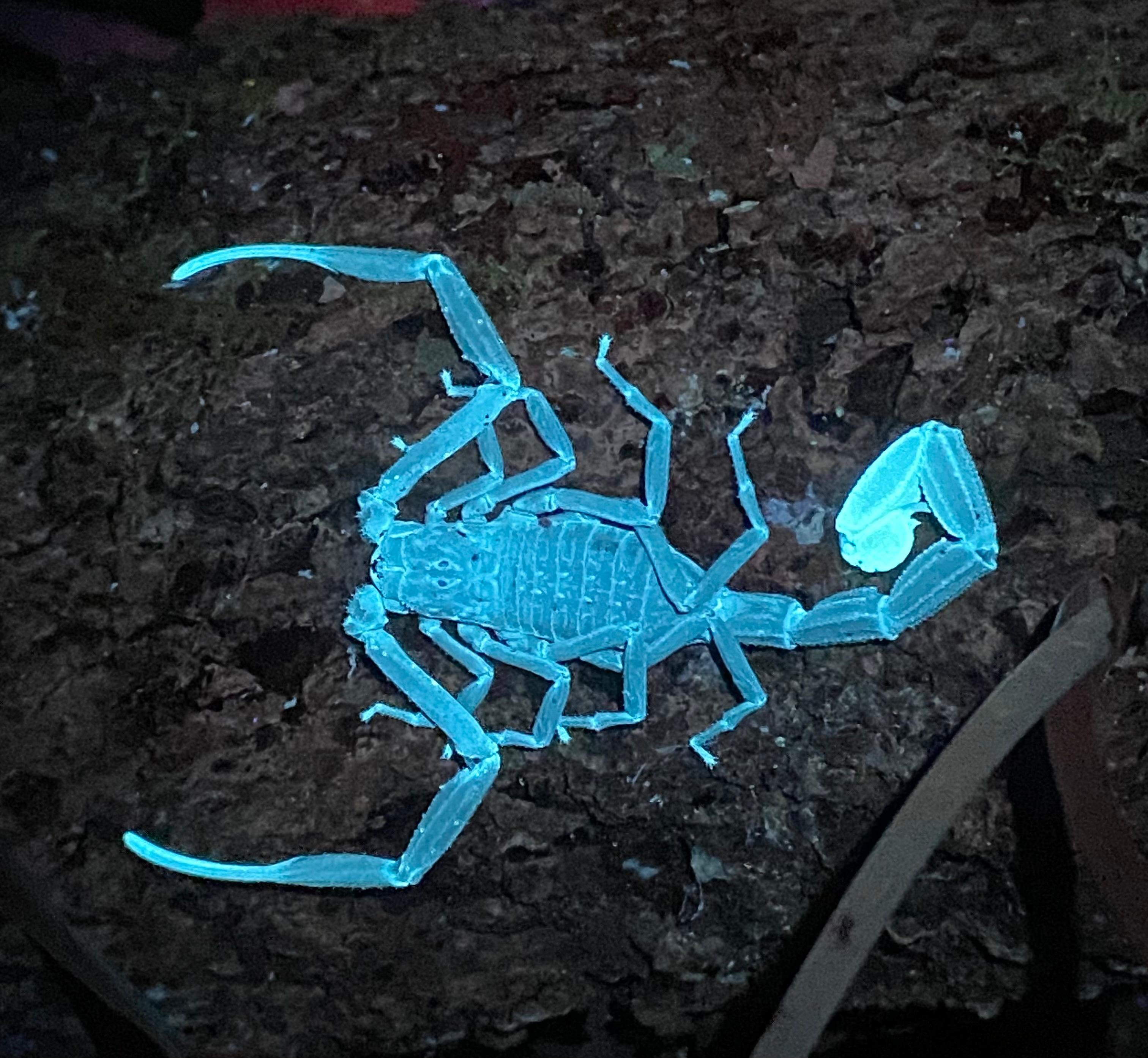 Manuel Antonio Night Wildlife Walk with Expert Naturalist