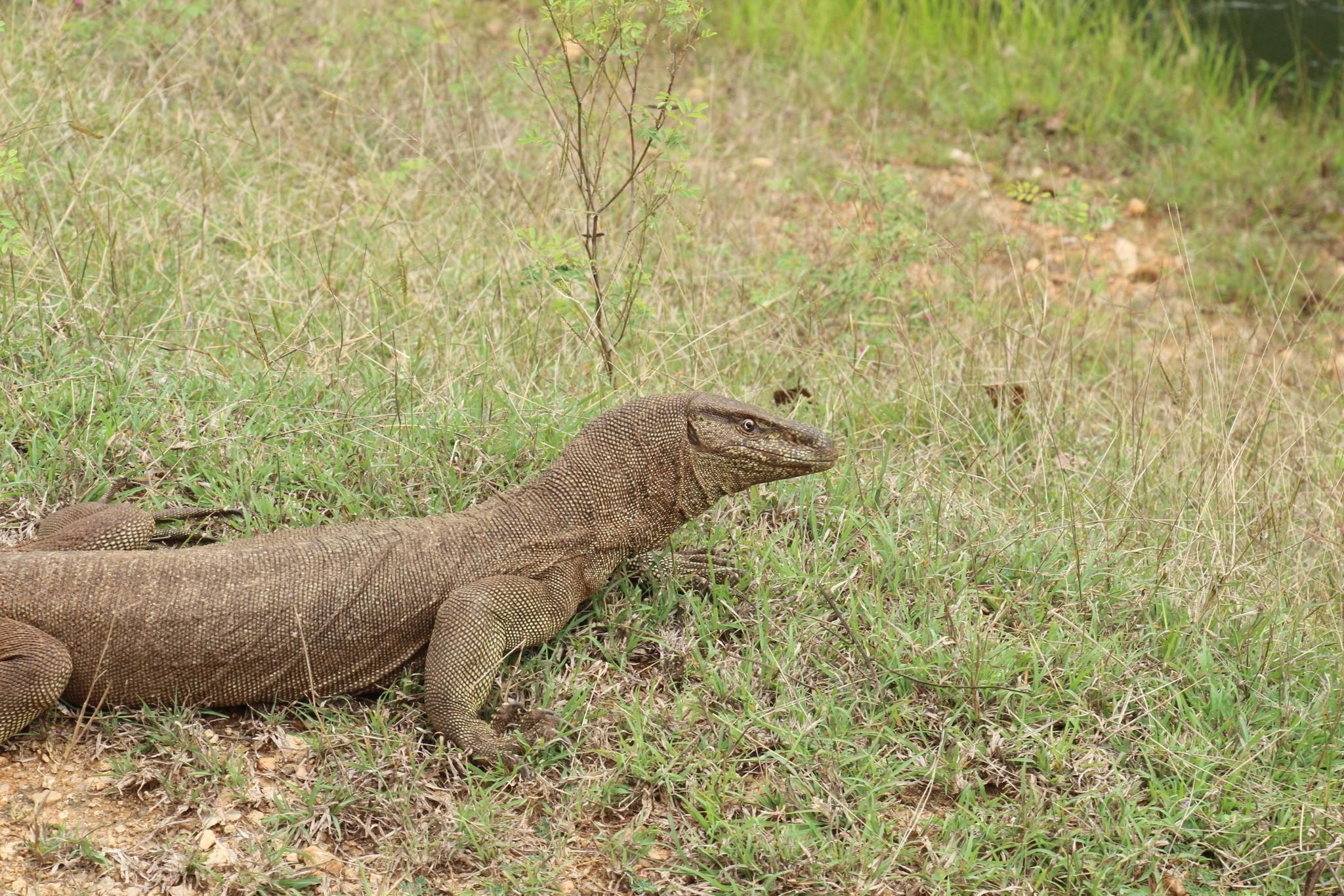 Full-Day Wilpattu National Park Safari Adventure