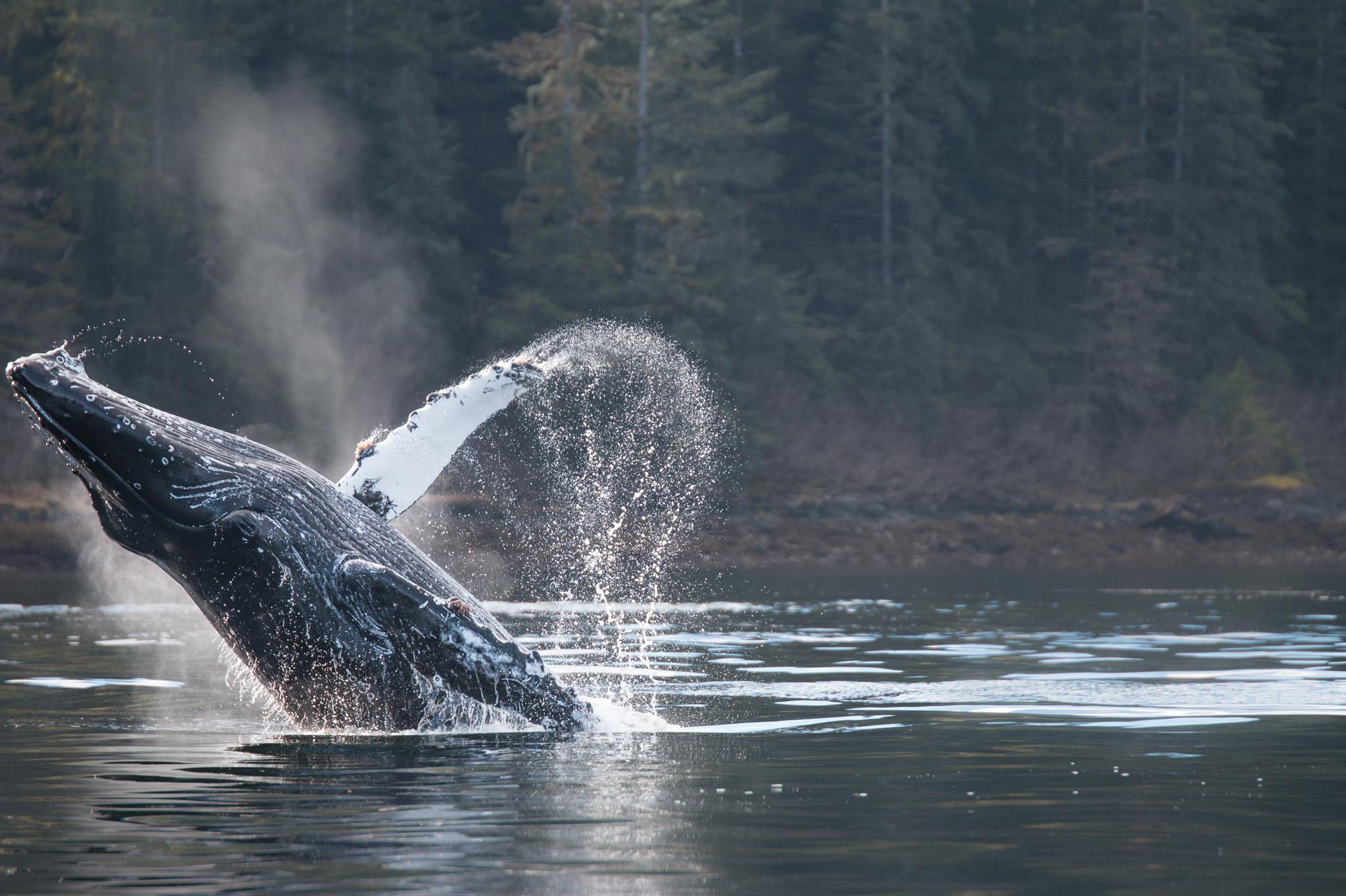 Sitka Marine Wildlife Expedition
