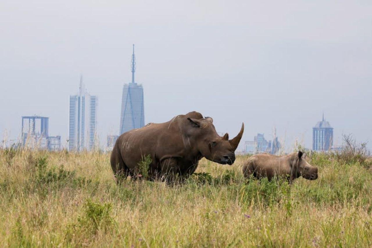 Nairobi Safari: National Park, Elephant Orphanage & Giraffe Center