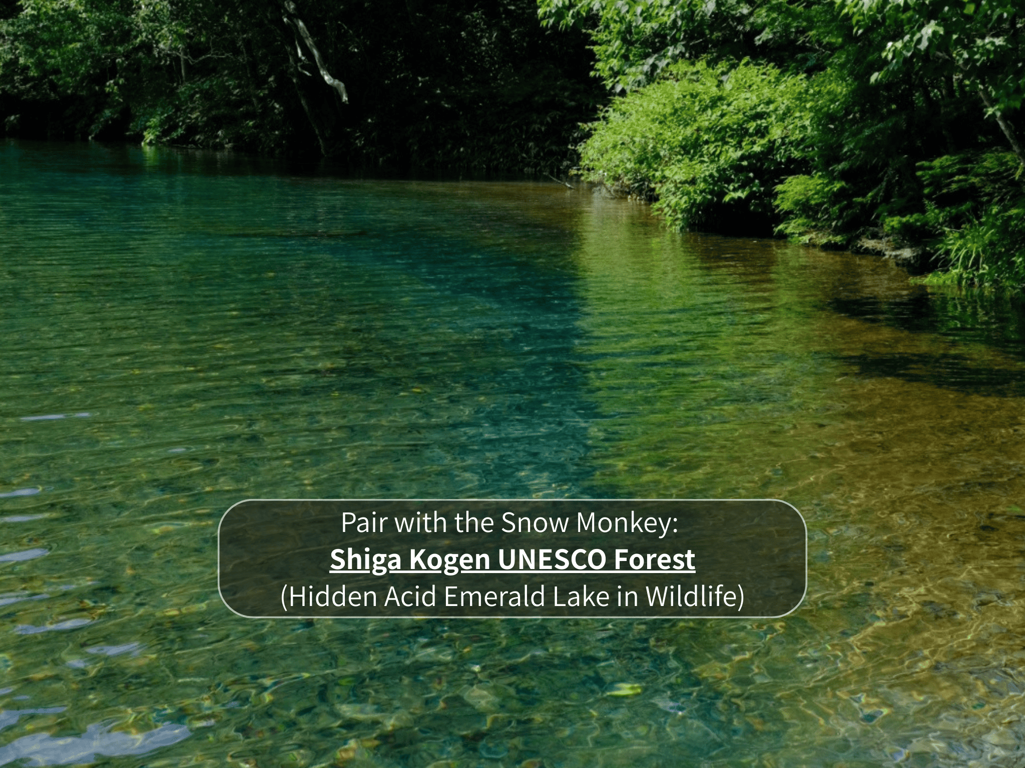 Nagano Snow Monkeys & Hidden Gems Private Day Tour