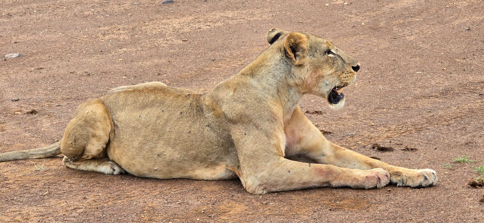 Nairobi Safari: National Park, Elephant Orphanage & Giraffe Center