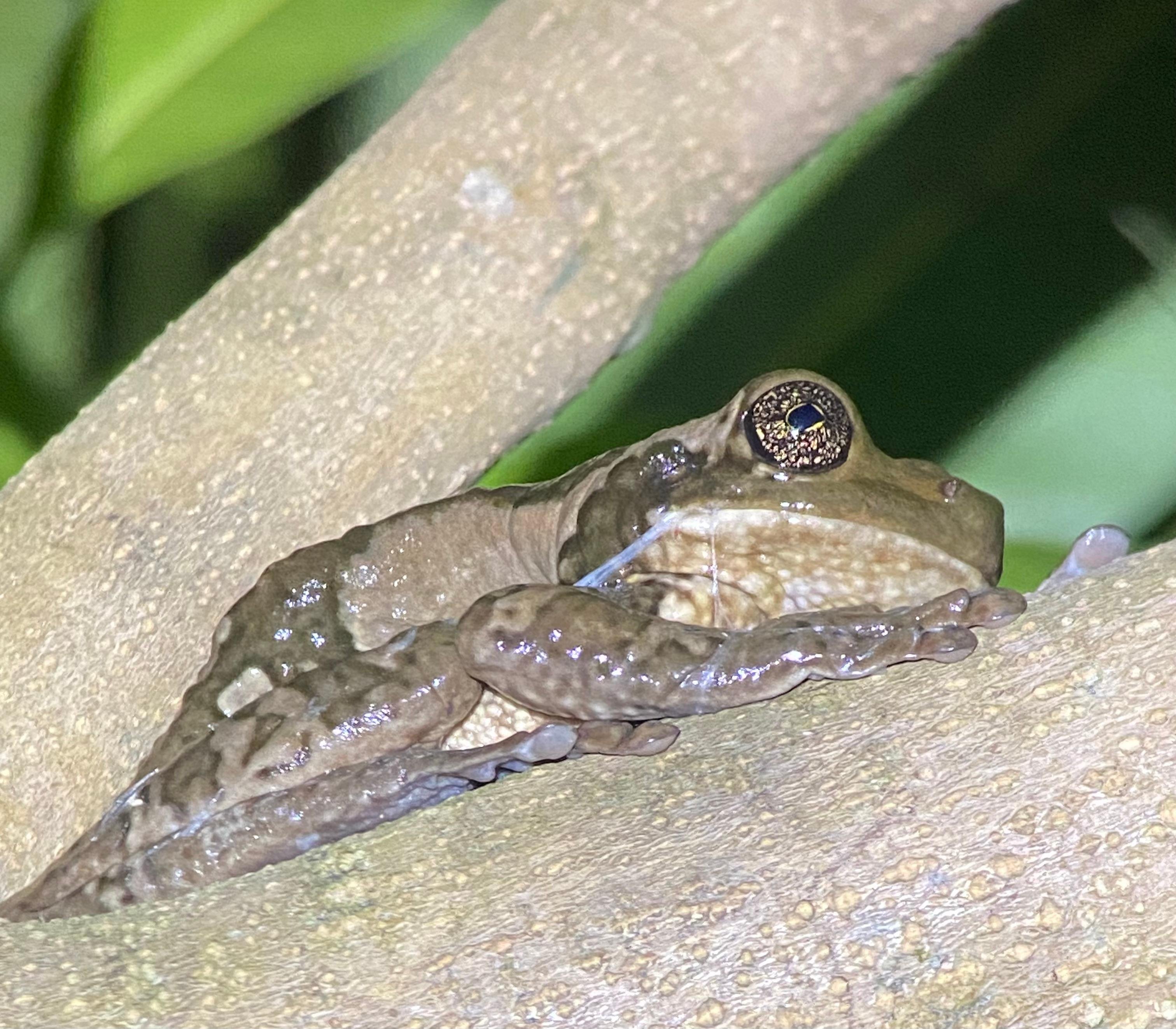 Manuel Antonio Night Wildlife Walk with Expert Naturalist