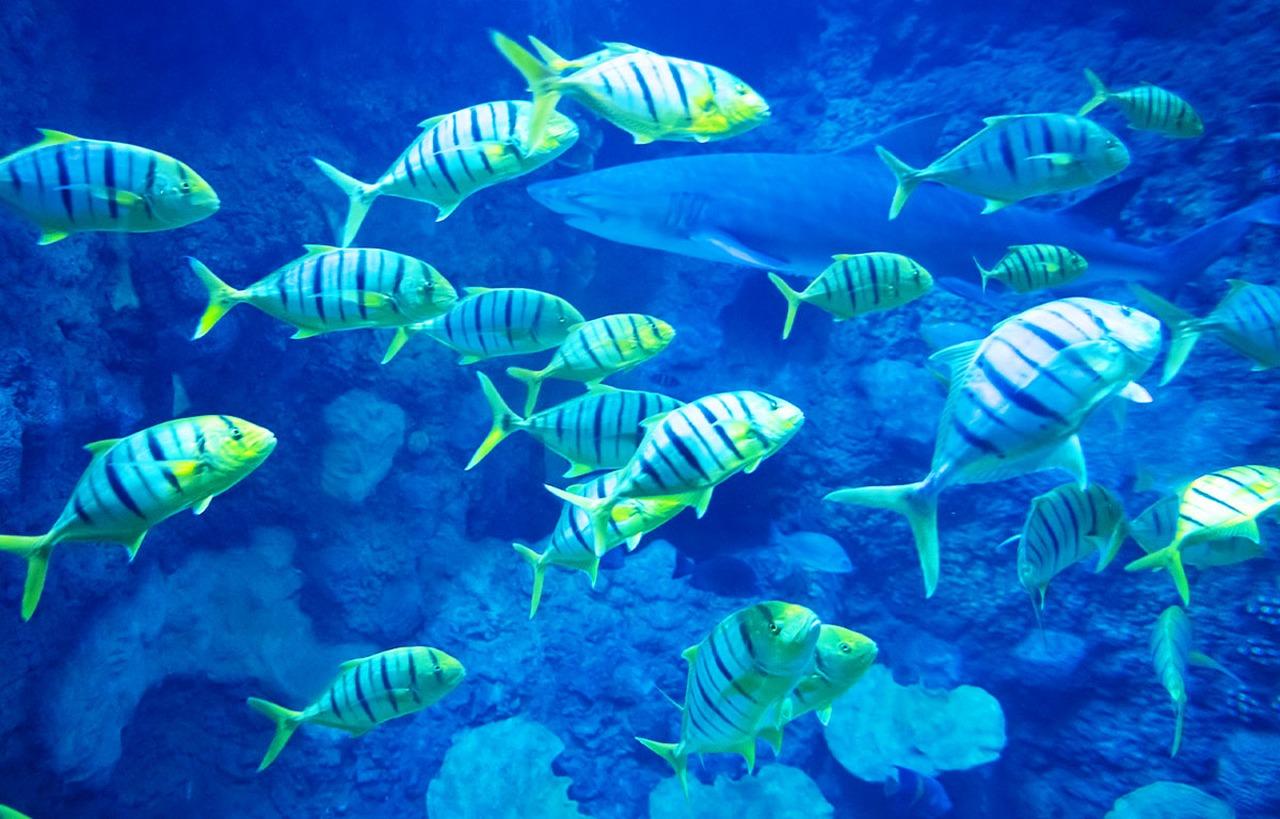 National Aquarium Abu Dhabi Entry Ticket
