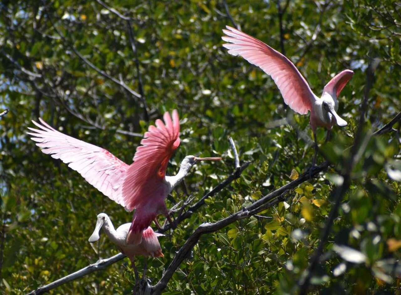 Miami: Everglades Full-Day Tour with 2 Boat Trips and Lunch