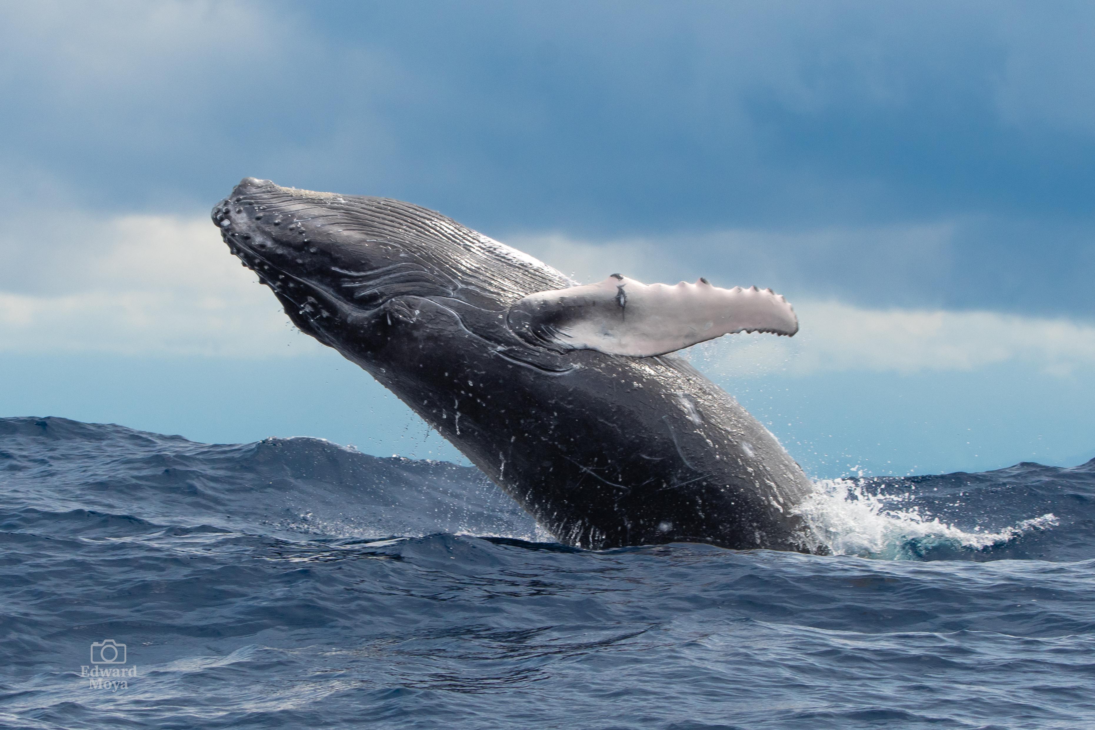 Whale Watching in Marino Ballena National Park