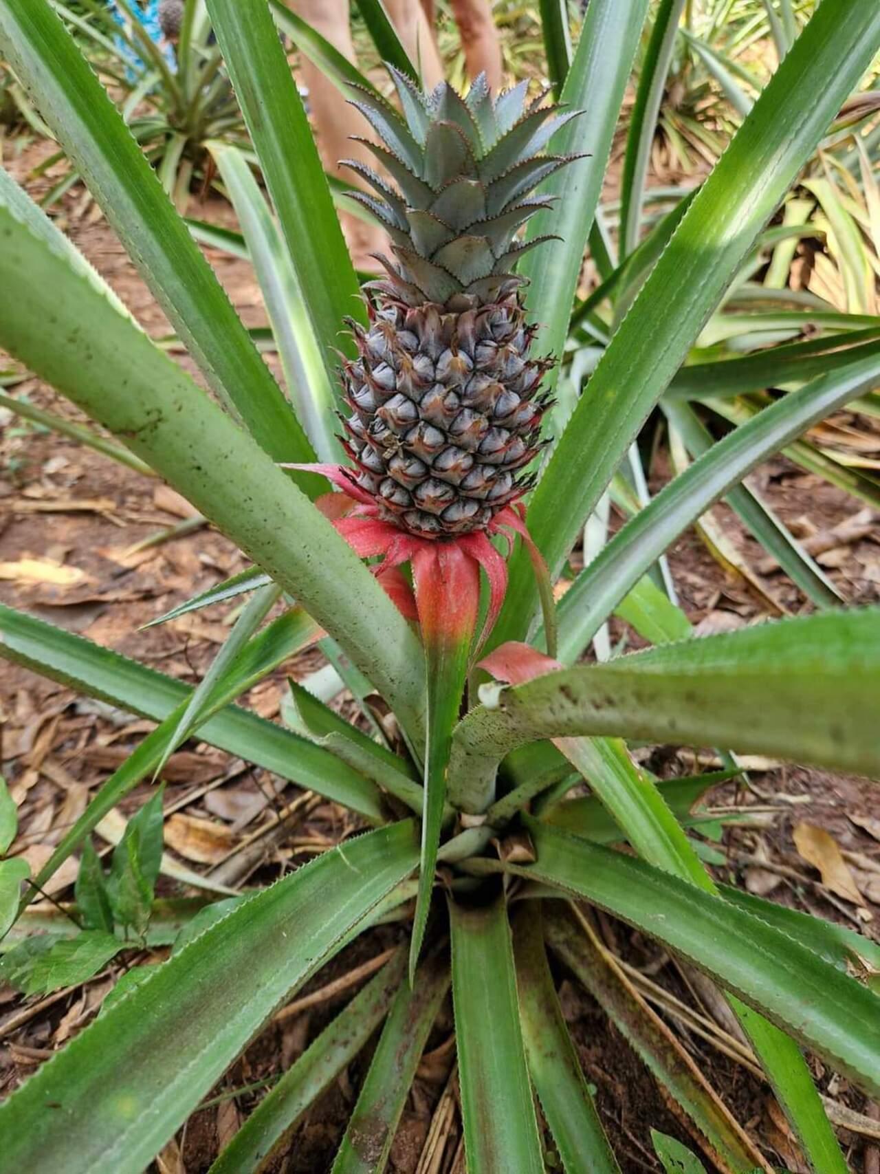 Zanzibar Private Spice Farm Tour with Local Guide
